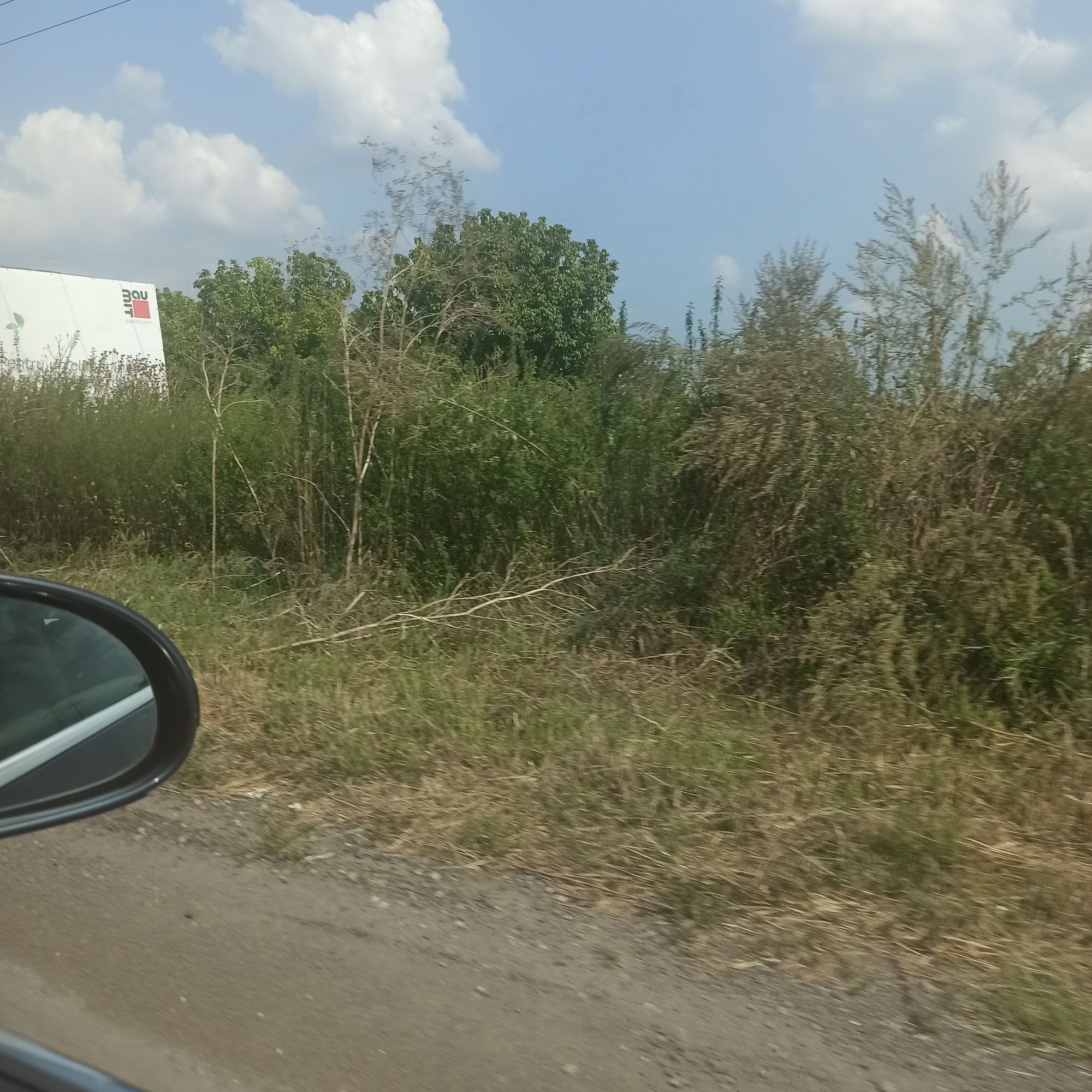 Ambrozie in Timișoara, Timisoara, Timiș - IMG_20230820_152803.jpg