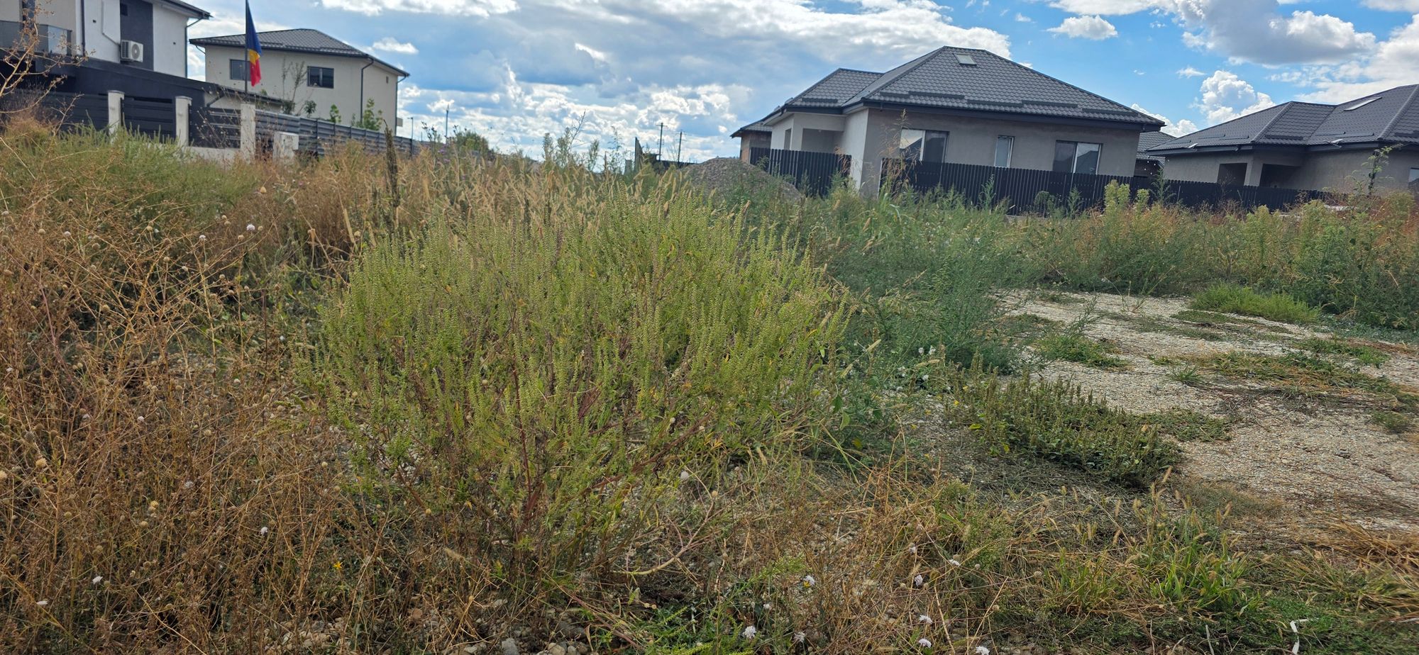 Ambrozie in Bâcu, Comuna Joița, Județul Giurgiu - 1000049010.jpg