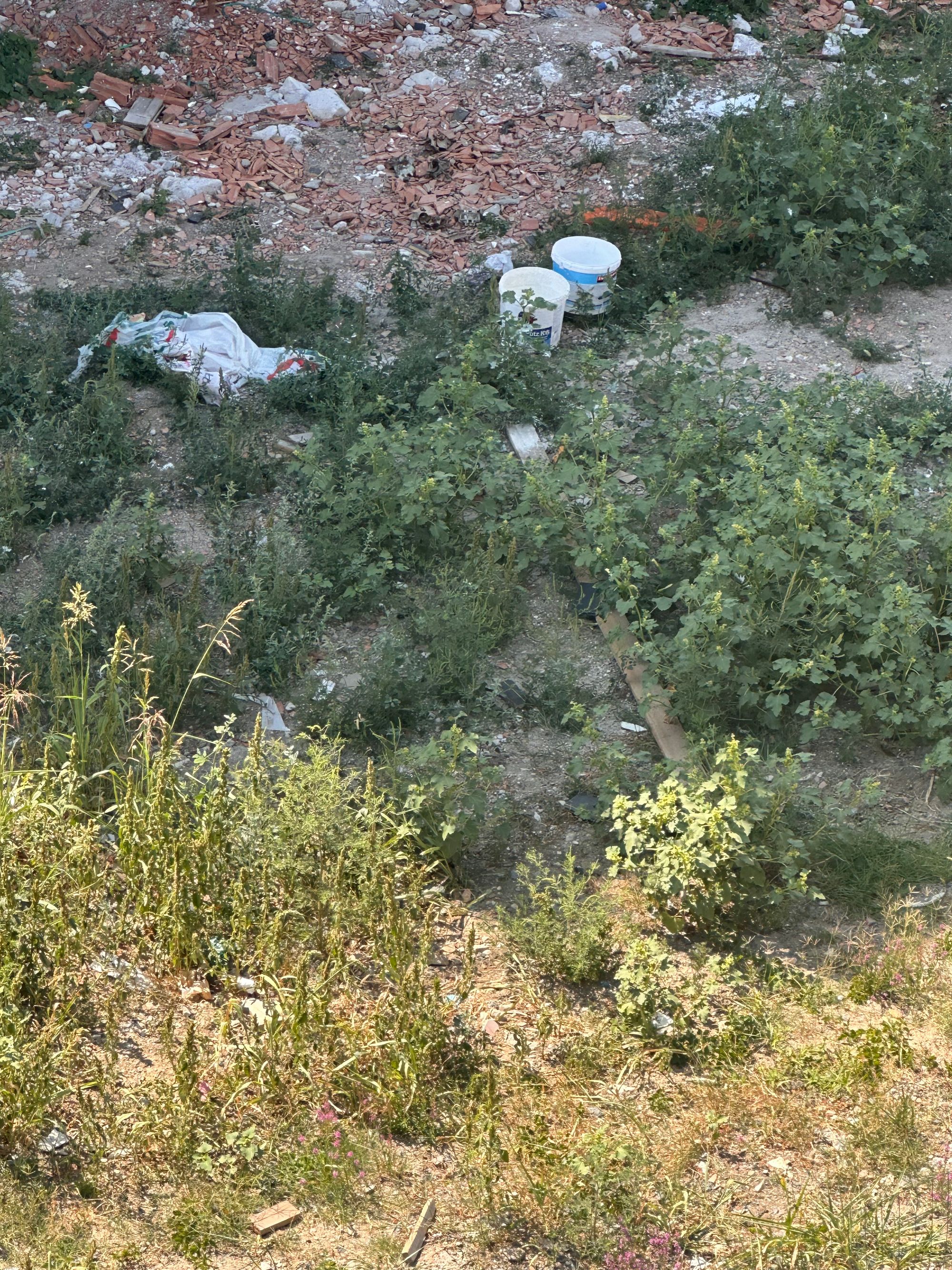 Ambrozie in Strada Crinului 50, Giroc, Comuna Giroc, Județul Timiș