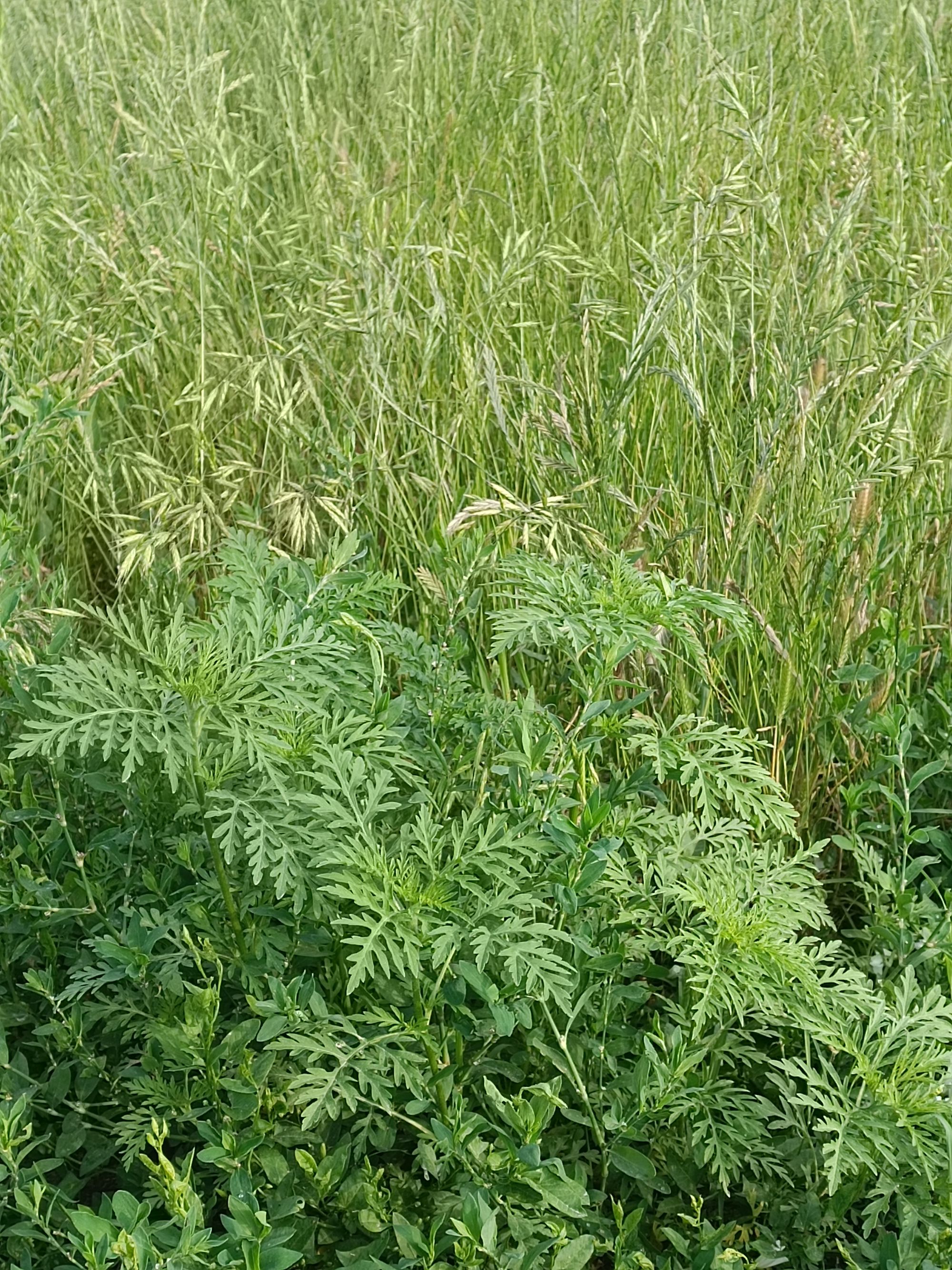 Ambrozie in Fundac Mestecăniș 11, Valea Lupului, Comuna Valea Lupului, Județul Iași - inbound1641114868363184505.jpg