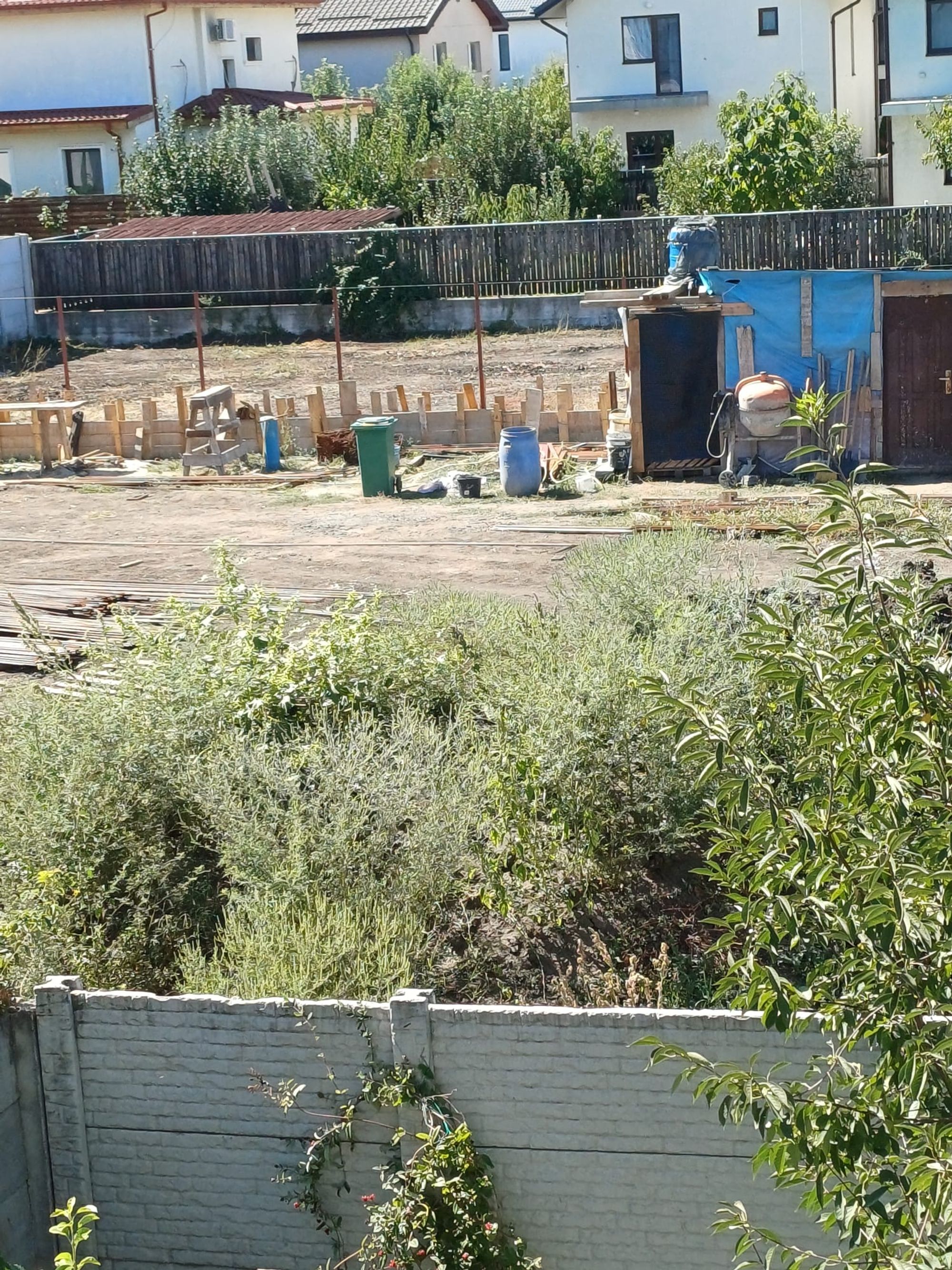 Ambrozie in Strada Crișul Repede 28J, Bragadiru, Oraș Bragadiru, Județul Ilfov