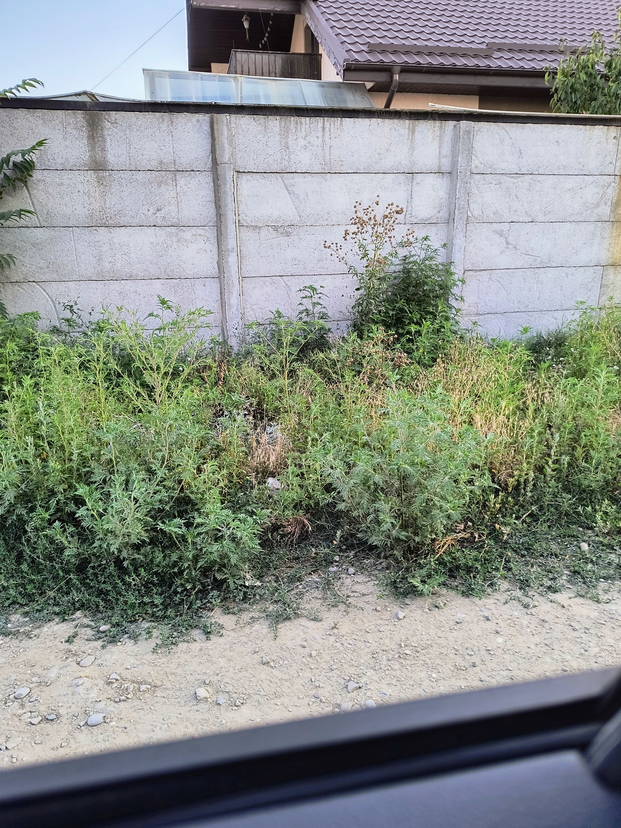 Ambrozie in Strada Cătinei 24, Pantelimon, Oraş Pantelimon, Județul Ilfov - IMG_20250803_195835810_HDR_AE.jpg