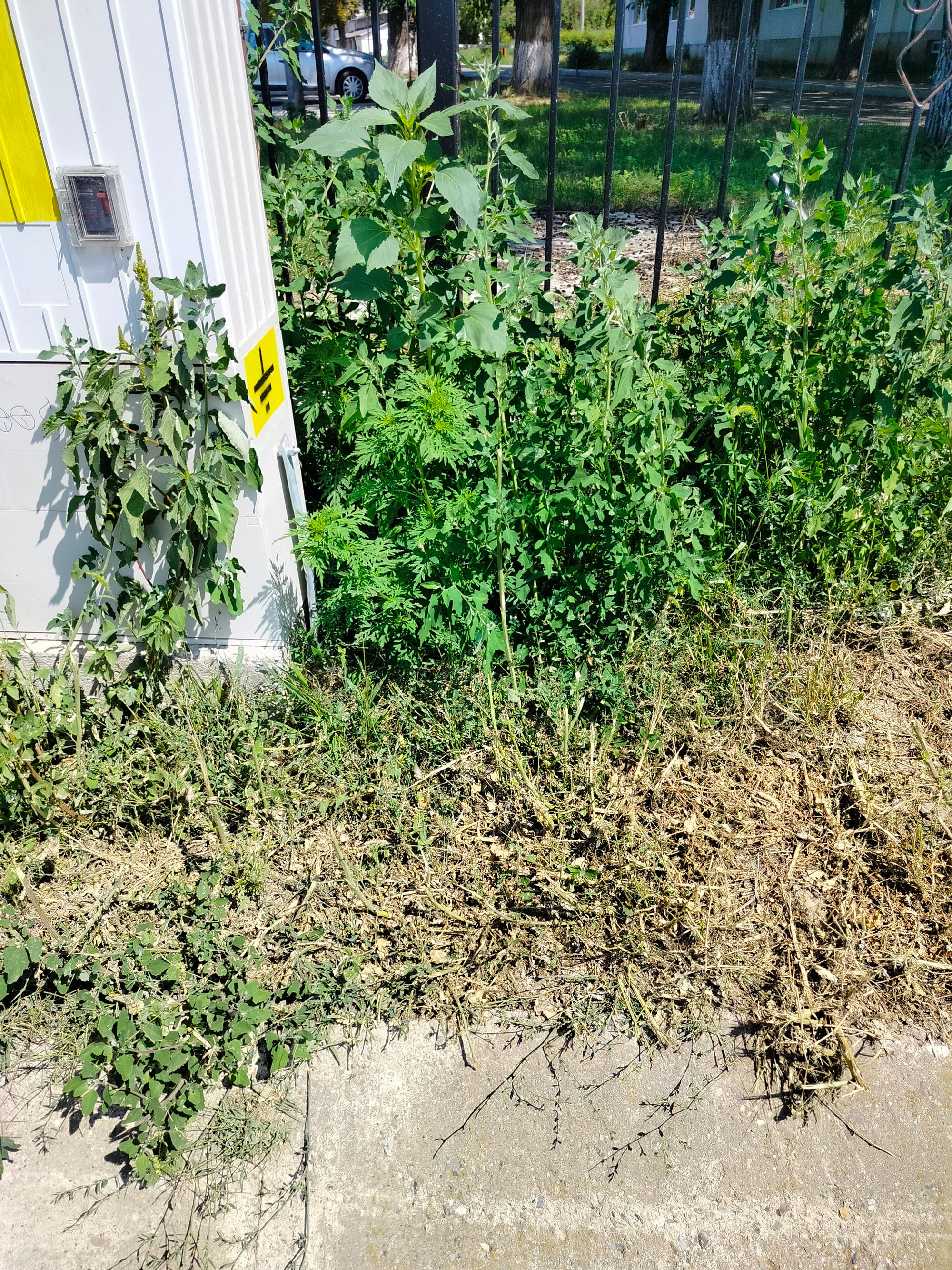 Ambrozie in Strada Mihail Kogălniceanu 38, Miroslava, Comuna Miroslava, Județul Iași - 1000011243.jpg