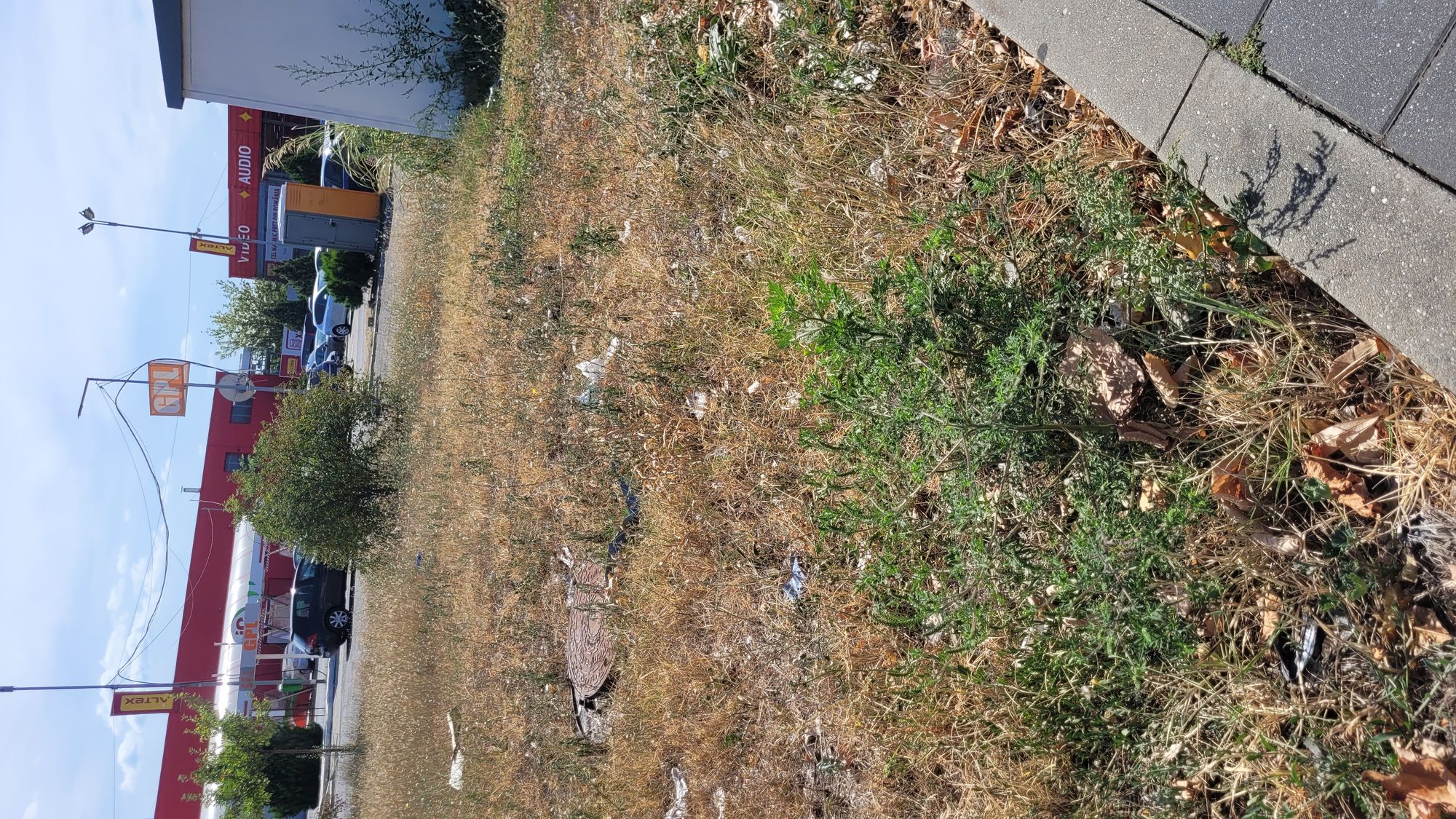 Ambrozie in Ploiești, Municipiu Ploieşti, Județul Prahova - 20230905_124057.jpg