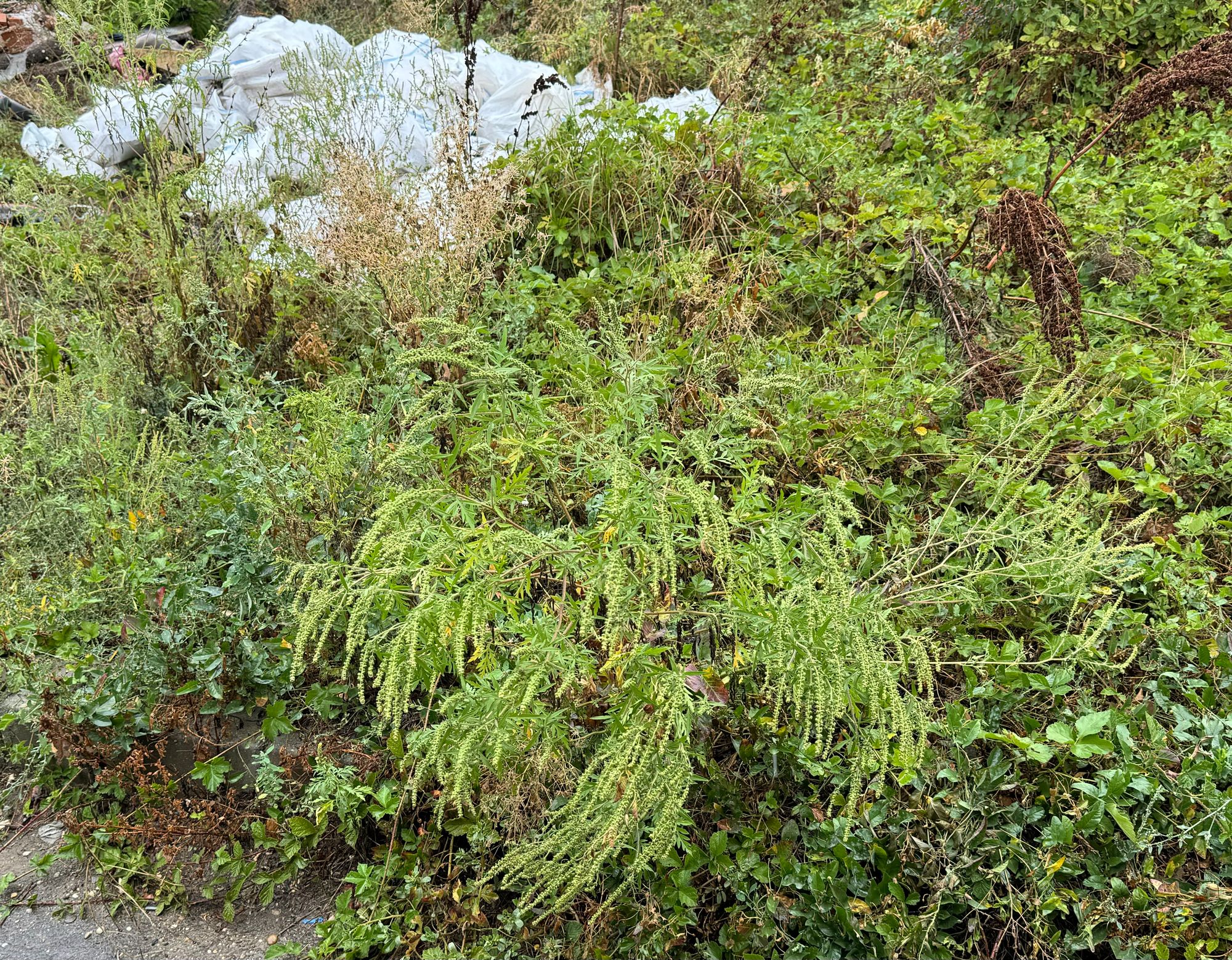 Ambrozie in Strada Malul Mic 56, Mogoșoaia, Municipiul București, București - IMG_4834.jpeg