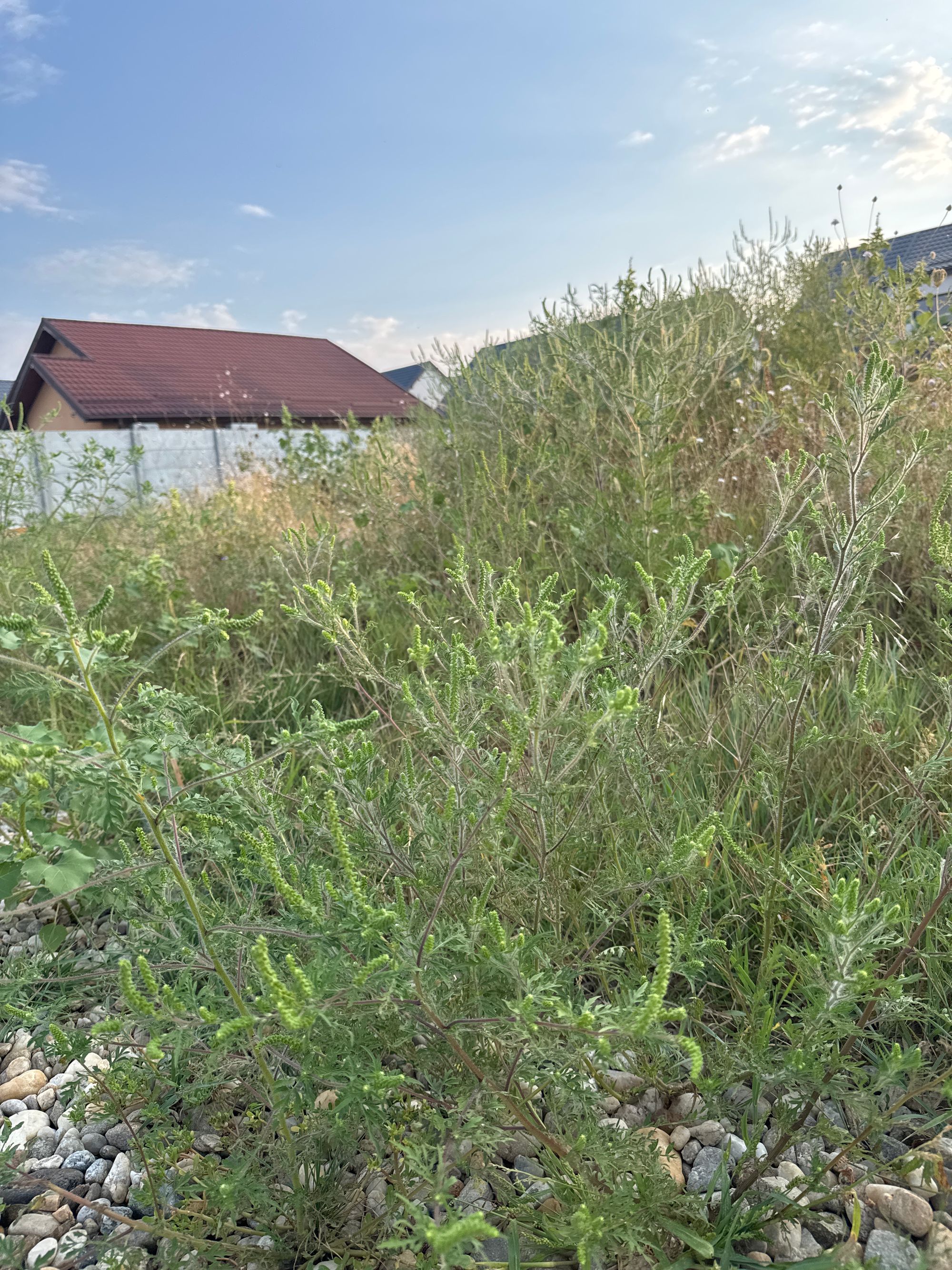 Ambrozie in Strada Cetinei 077090, Domnești, Comuna Domnești, Județul Ilfov