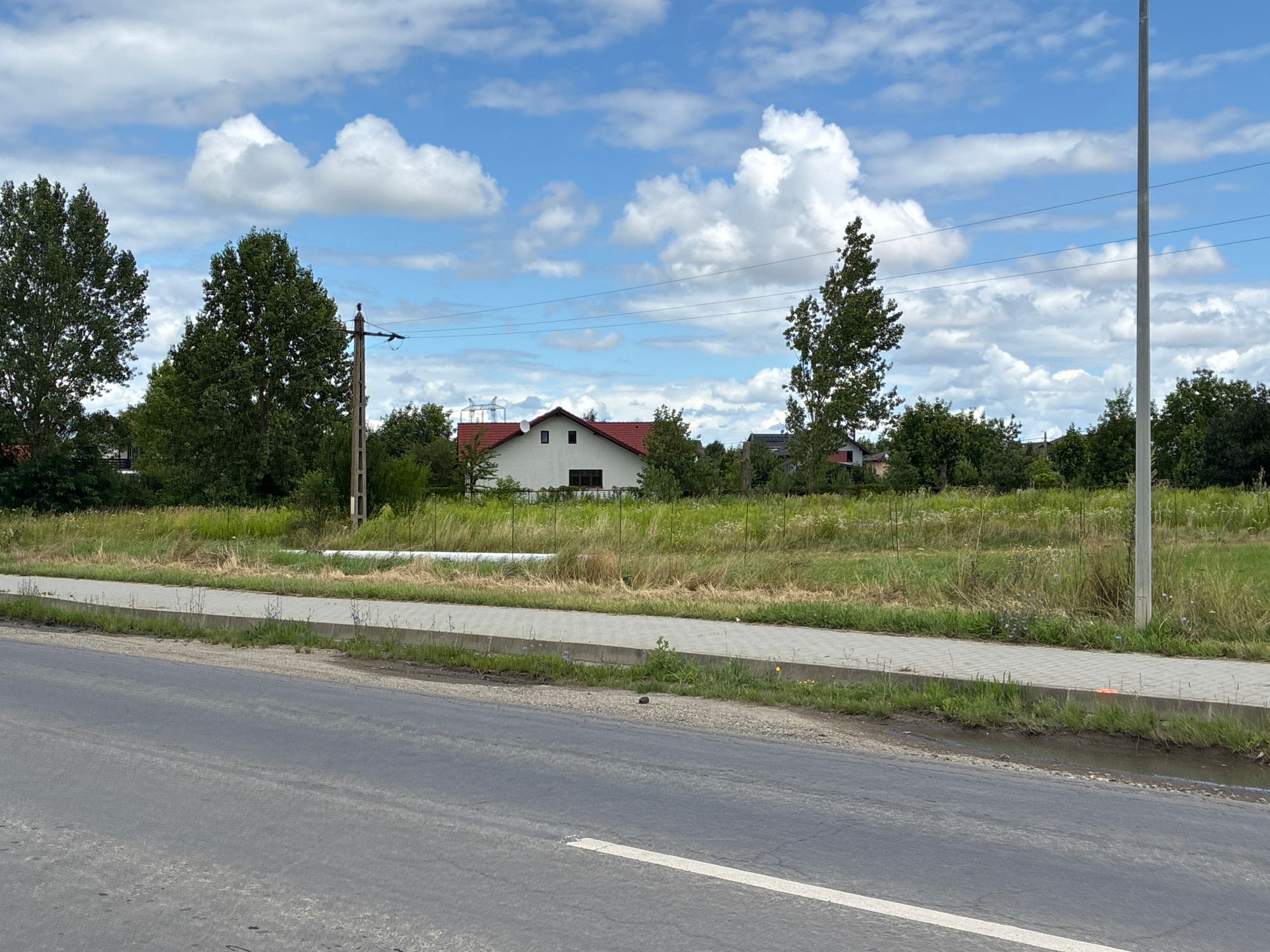 Ambrozie in DJ103 507190, Sânpetru, Comuna Sânpetru, Județul Brașov - image.jpg