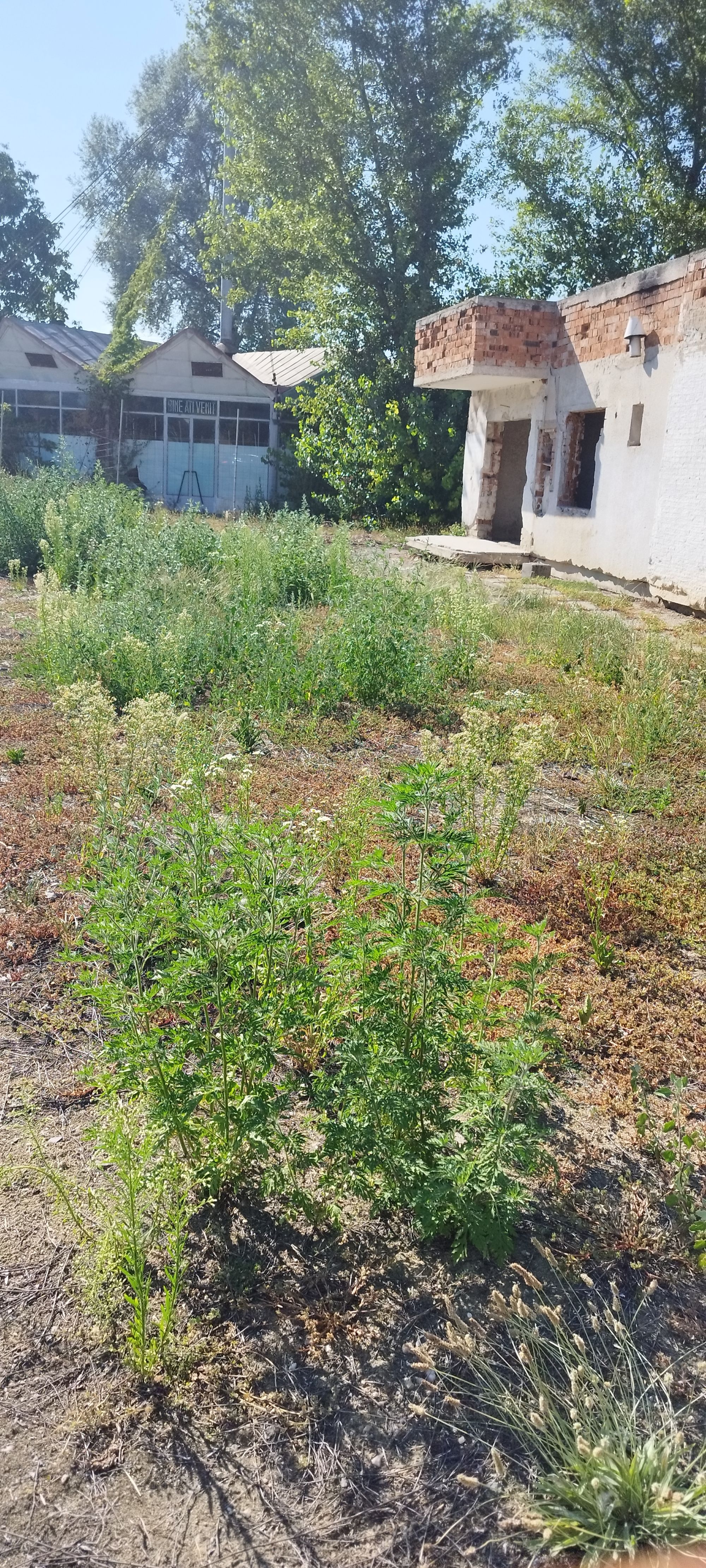 Ambrozie in Strada 24 Ianuarie 16, Satu Mare, Municipiu Satu Mare, Județul Satu Mare - Satu Mare Strada Strandului 2.jpg