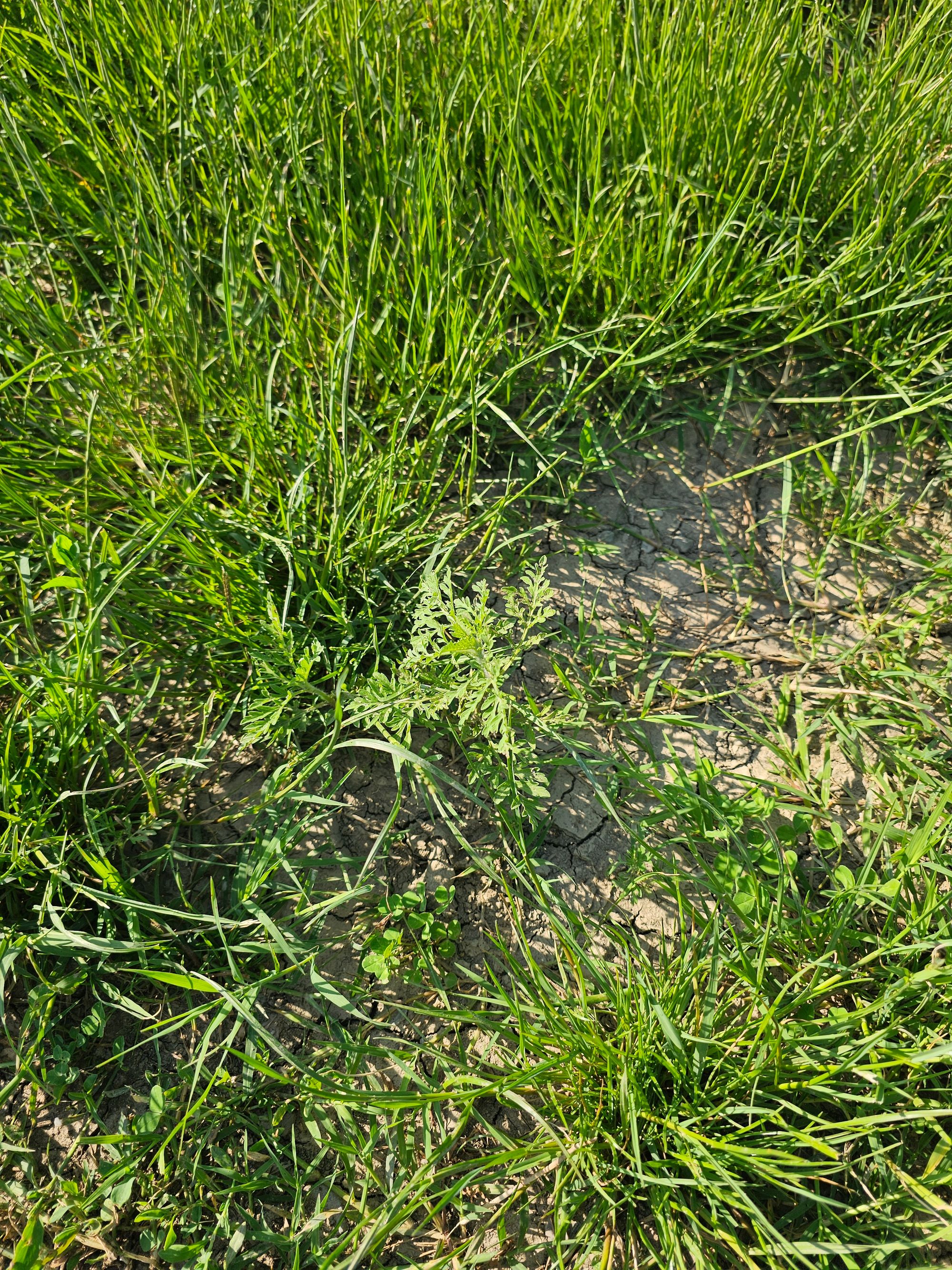 Ambrozie in Intrarea Căminului 30, Chitila, Oraş Chitila, Județul Ilfov