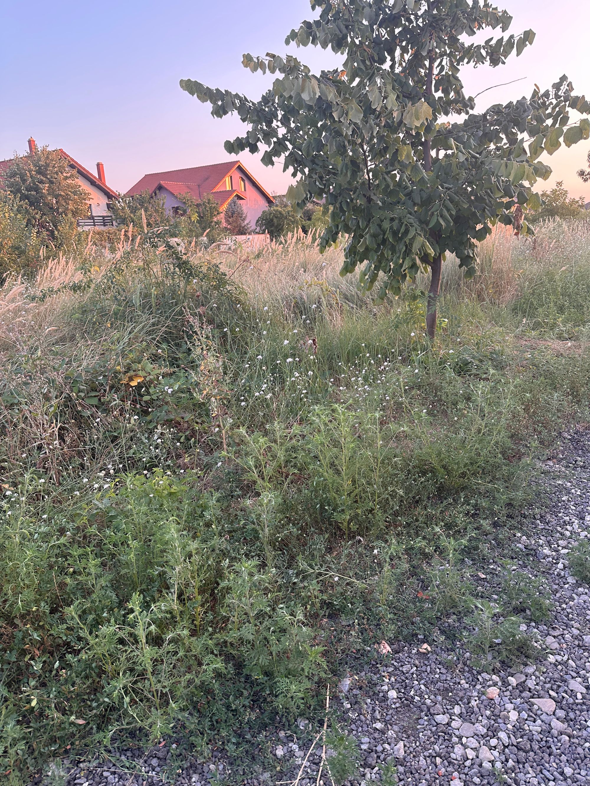 Ambrozie in Strada Mărgelelor 14I, Bragadiru, Oraș Bragadiru, Județul Ilfov