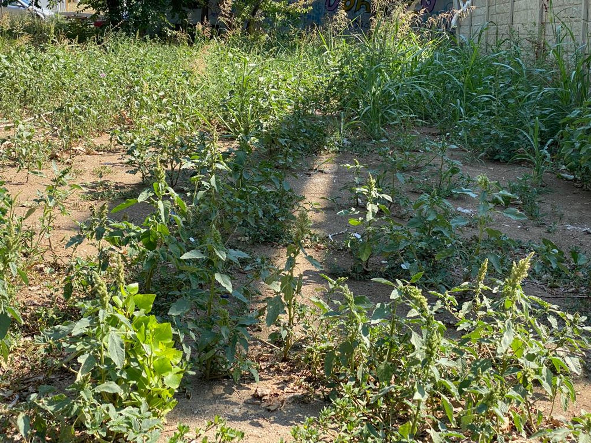 Ambrozie in Strada Bârlea 23, București, Municipiul București - ambrozie-barlea-3.jpg