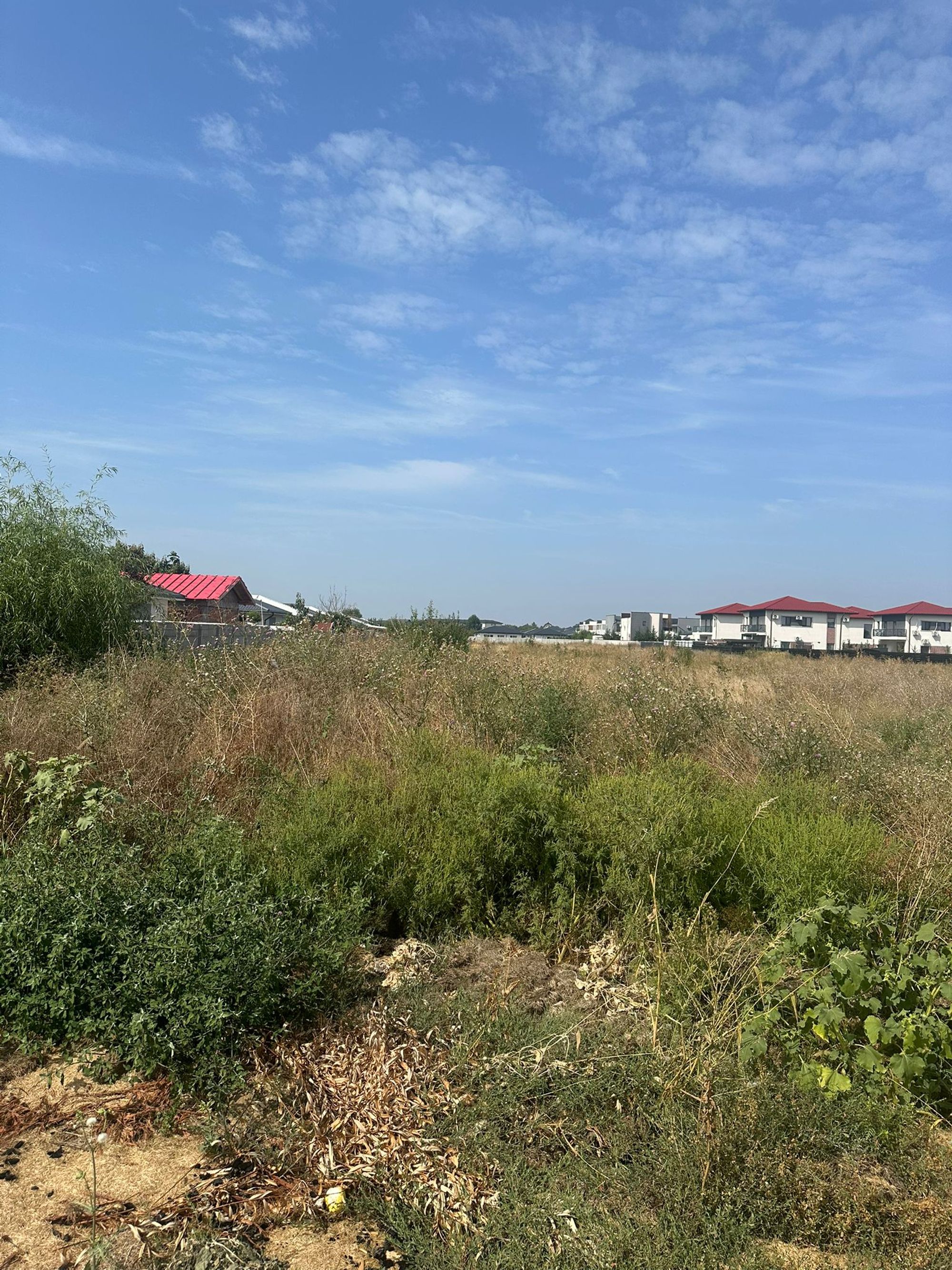 Ambrozie in Tunari, Comuna Tunari, Județul Ilfov