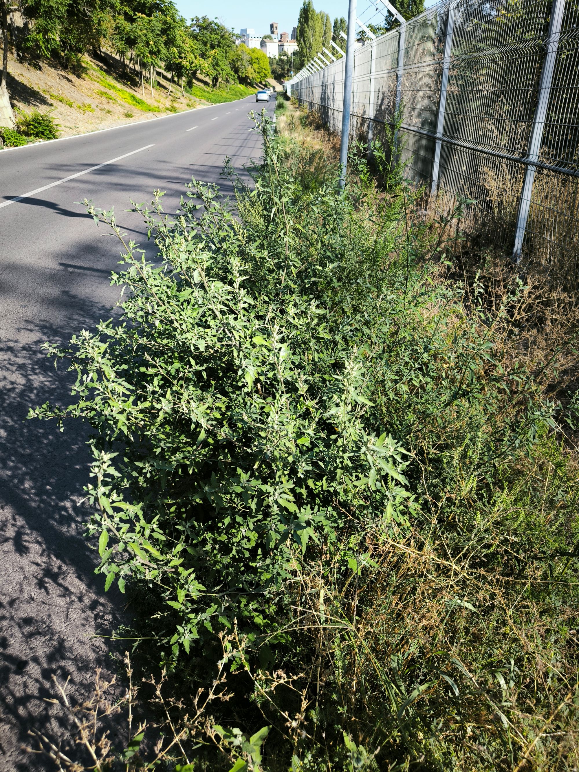 Ambrozie in Strada Traian, Constanța, Municipiul Constanța, Județul Constanța - IMG_20250908_164026.jpg