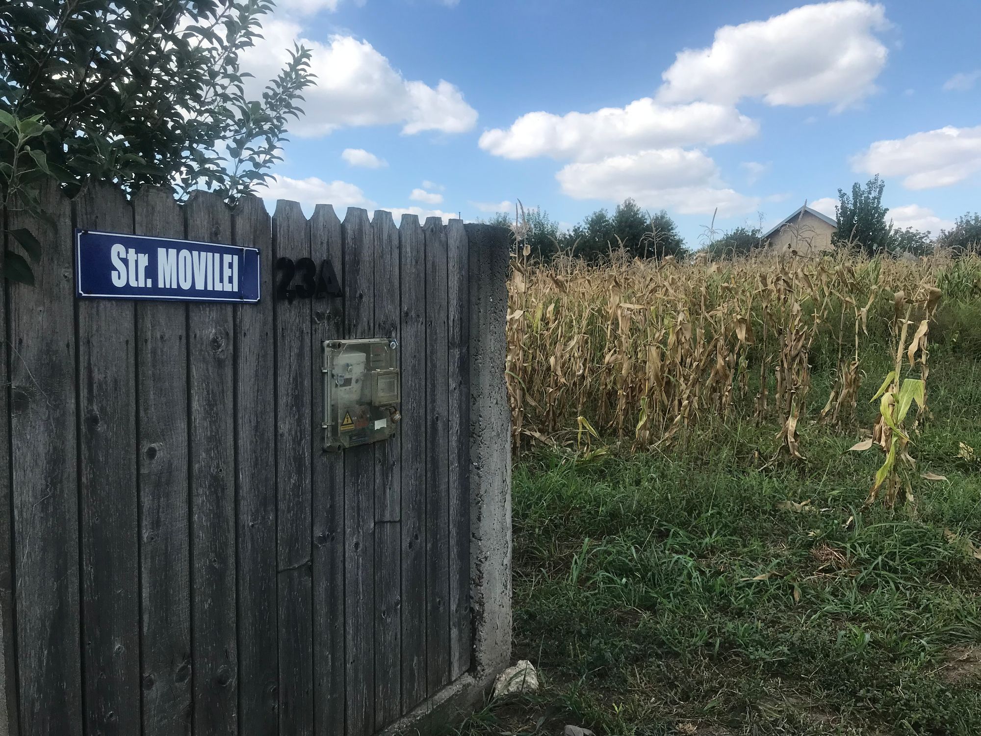 Ambrozie in Centura Iași 5, Comuna Miroslava, Județul Iași - AB1CDAE4-F3A1-4823-9313-A6325CA2AE77.jpeg