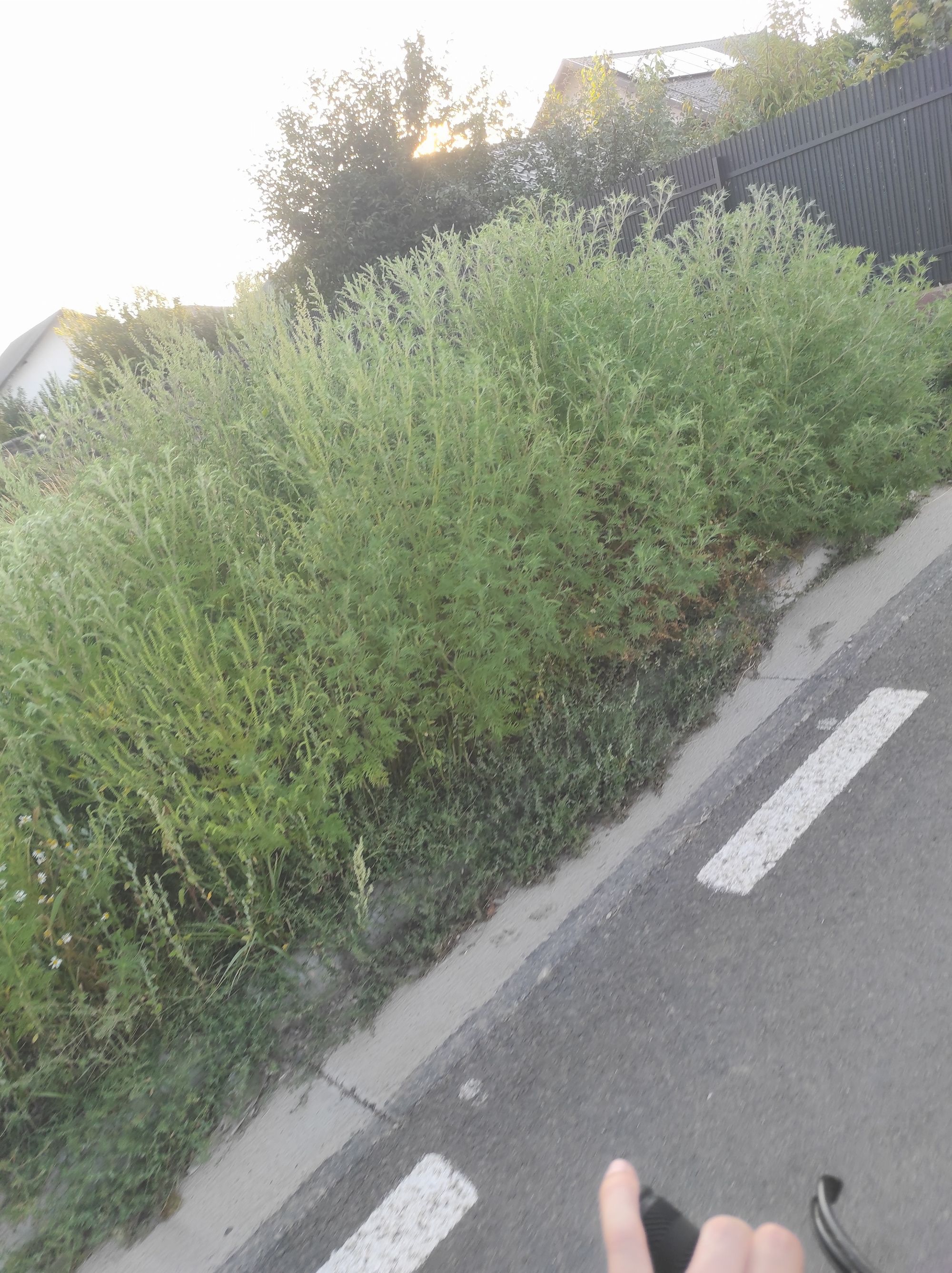 Ambrozie in Strada Labirint, Lunca Cetățuii, Comuna Ciurea, Județul Iași