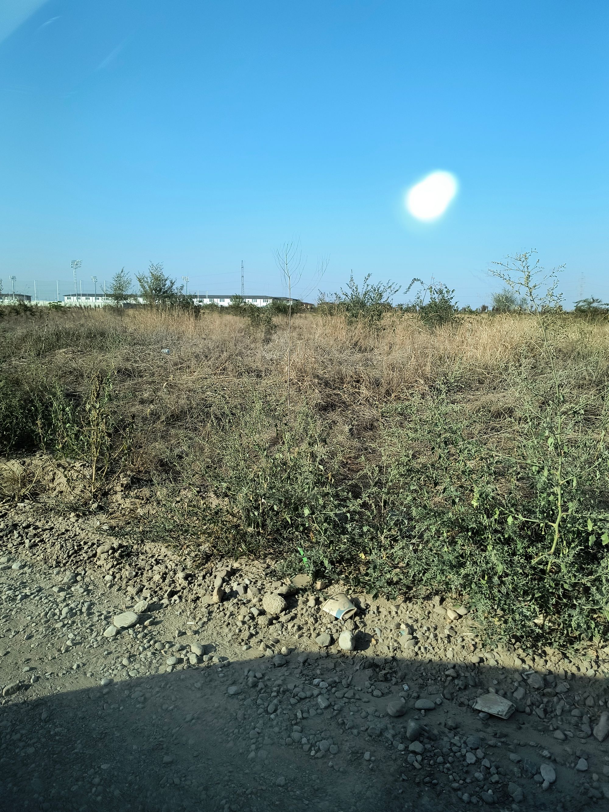 Ambrozie in Pantelimon, Oraş Pantelimon, Județul Ilfov - 1000026573.jpg