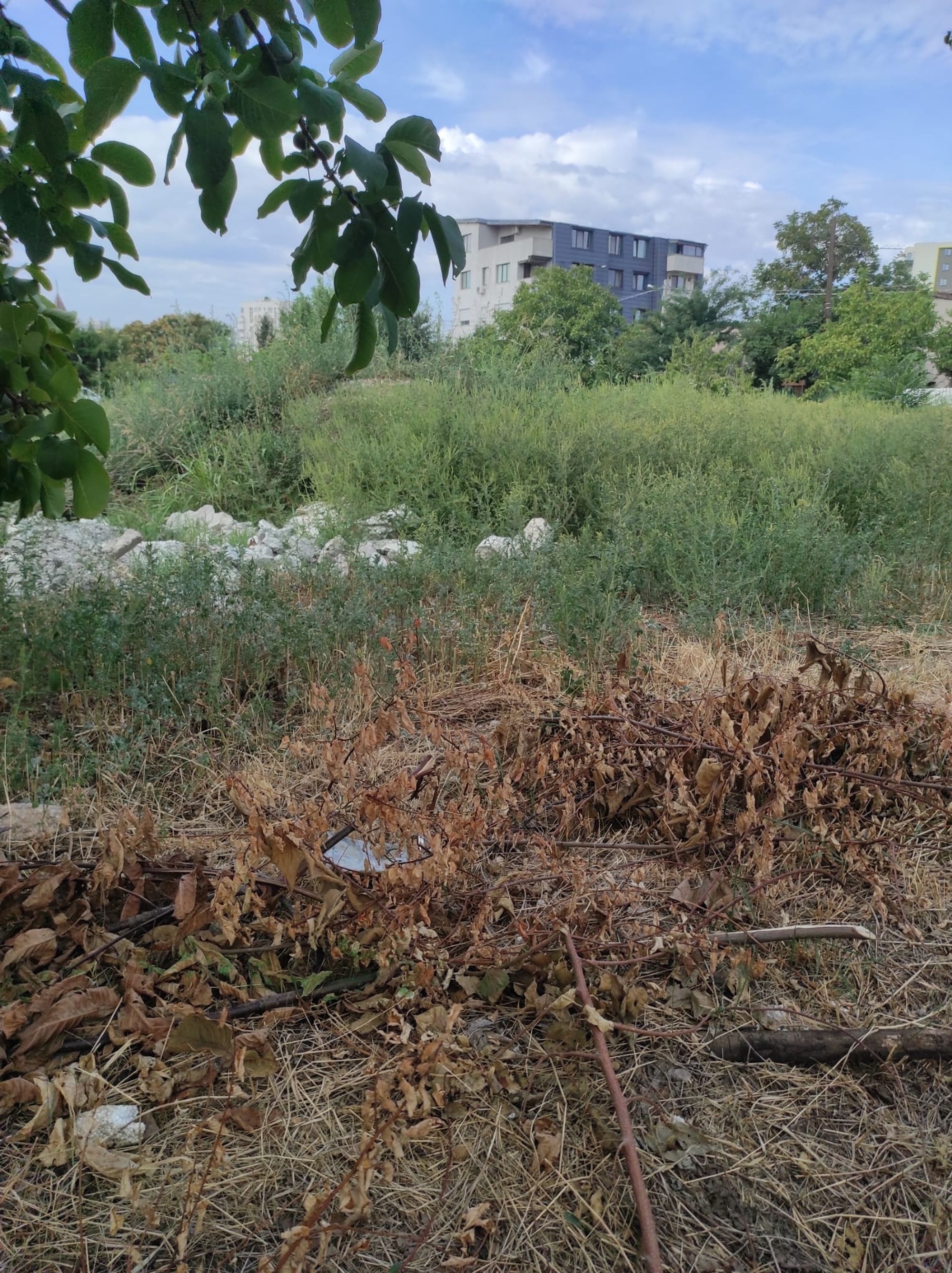 Ambrozie in Strada Răsăritului 59, București, Municipiul București - ambro4.jpeg