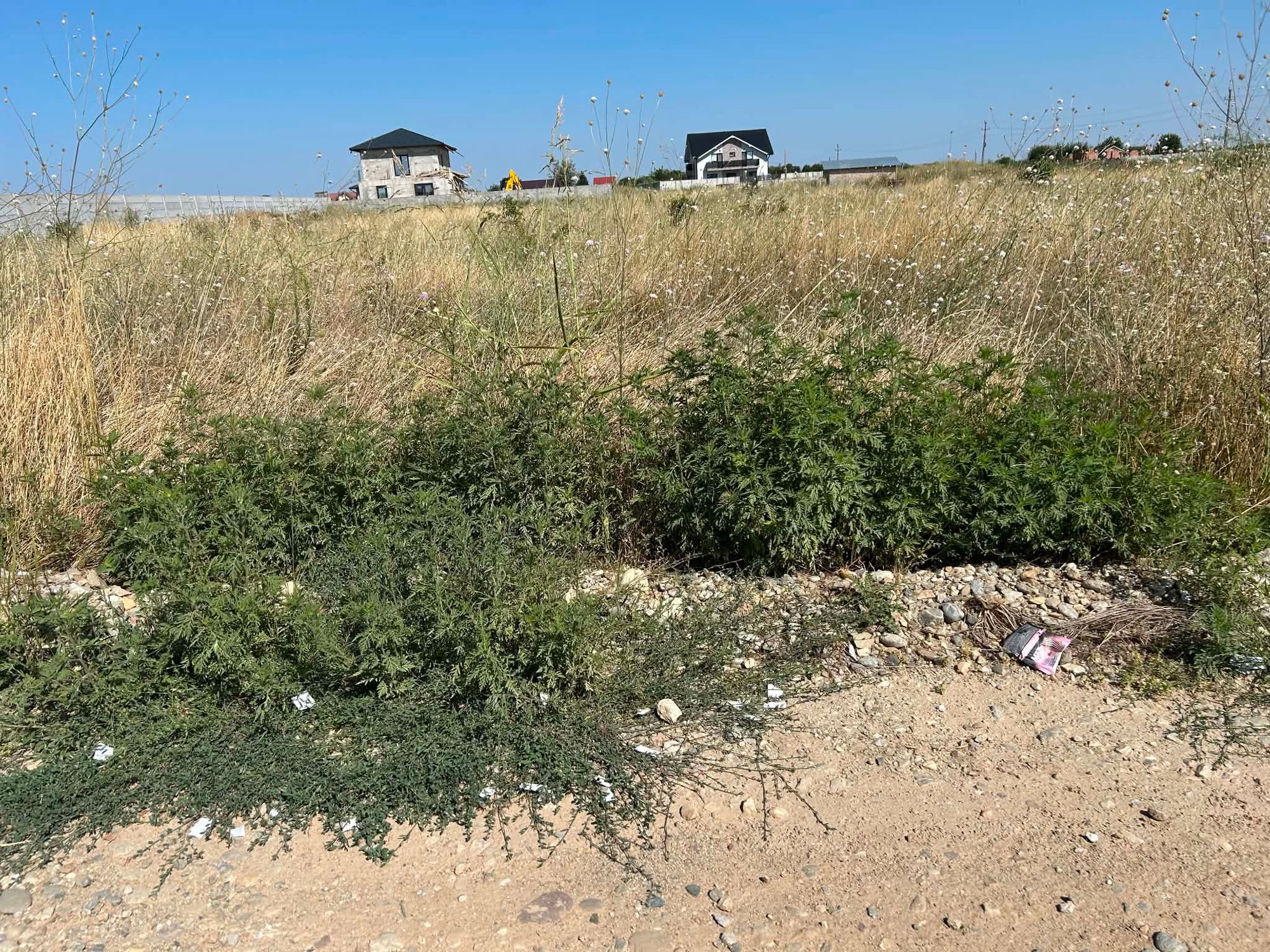 Ambrozie in Str. Aviației, Craiova, Comuna Cârcea, Județul Dolj