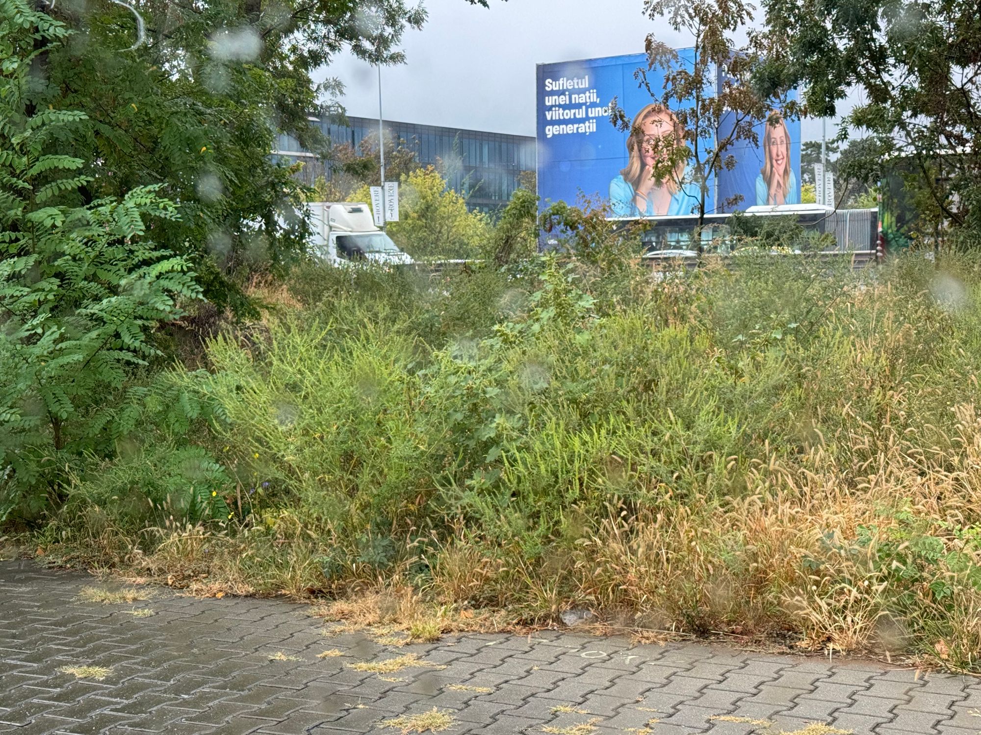 Ambrozie in Șoseaua București-Ploiești 42a, București, Municipiul București - IMG_4785.jpeg