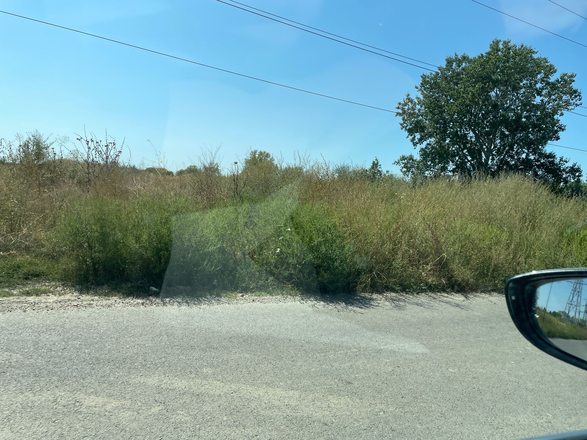 Ambrozie in Brăila, Județul Brăila - IMG_4133.jpeg