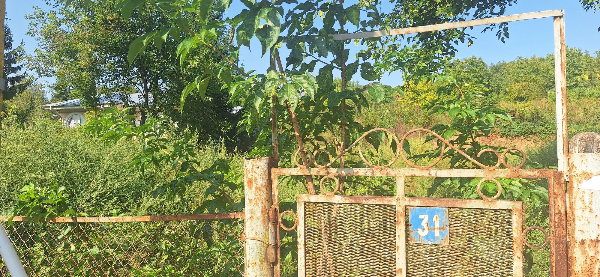 Ambrozie in Strada Plopii fără Soț 31, Iași, Municipiu Iaşi, Județul Iași - 17567973971892384042072804653194.jpg