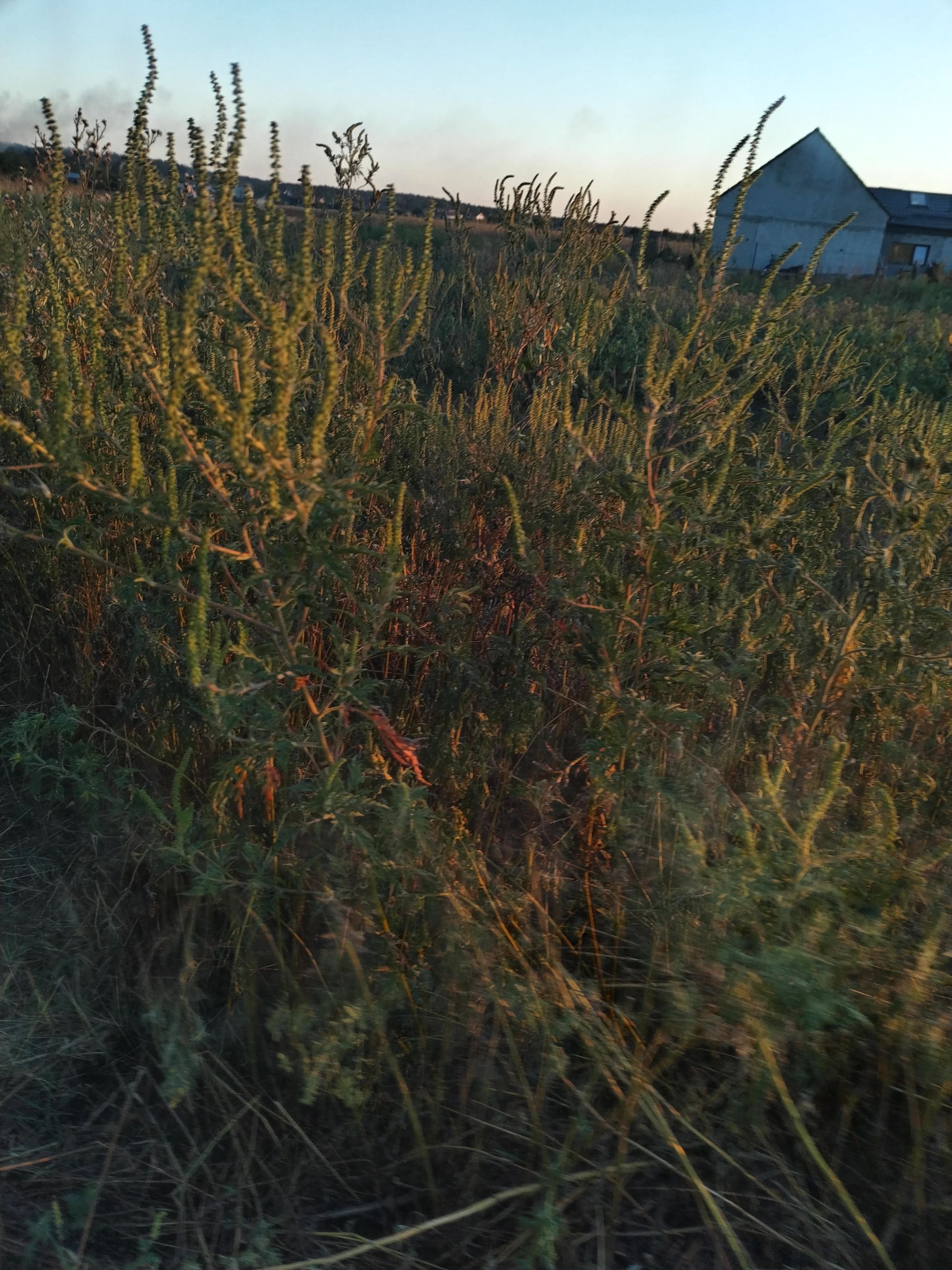 Ambrozie in Samurcași, Comuna Crevedia, Județul Dâmbovița - IMG_20250829_194120.jpg
