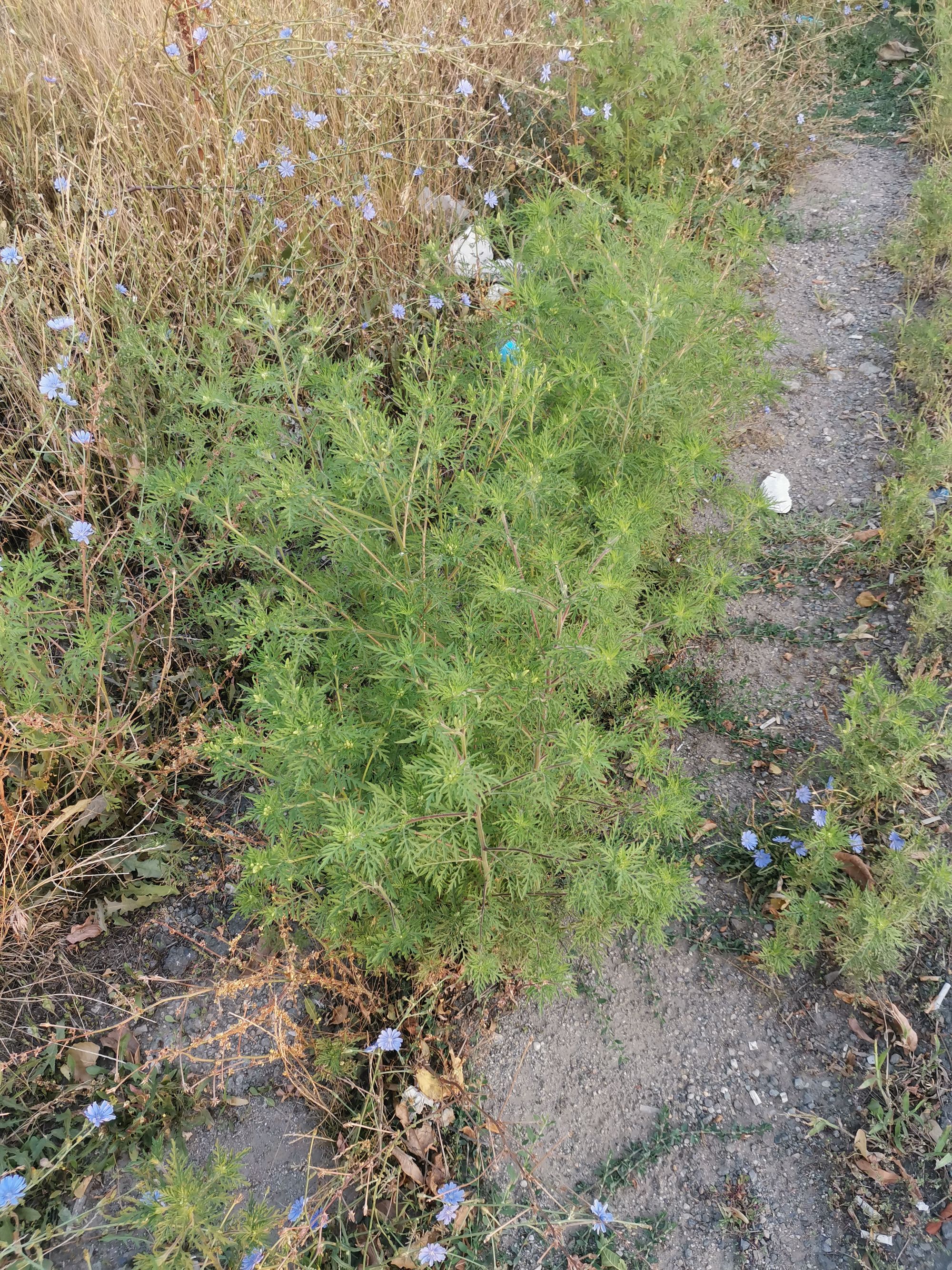 Ambrozie in Strada Gladiolelor 63, București, Oraş Bragadiru, Județul Ilfov - IMG_20230817_065026.jpg