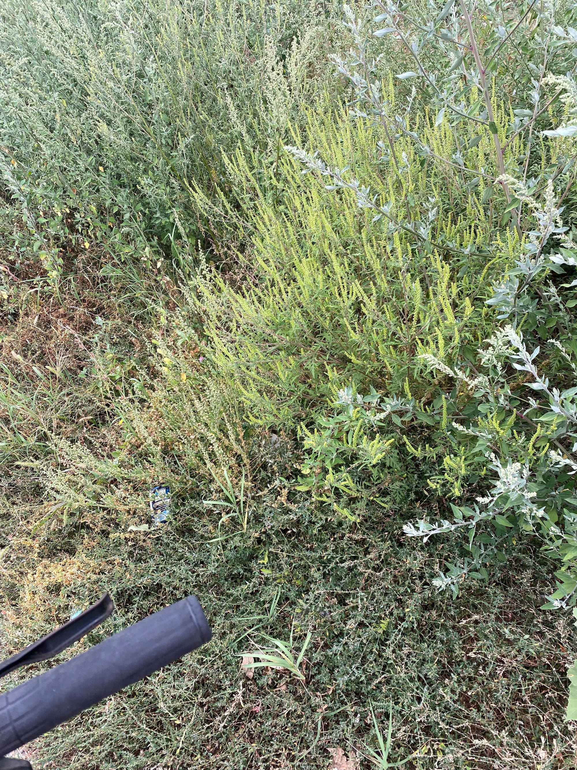 Ambrozie in Șoseaua Mânăstirea Căldărușani 114, Lipia, Comuna Gruiu, Județul Ilfov - IMG_1577.jpeg