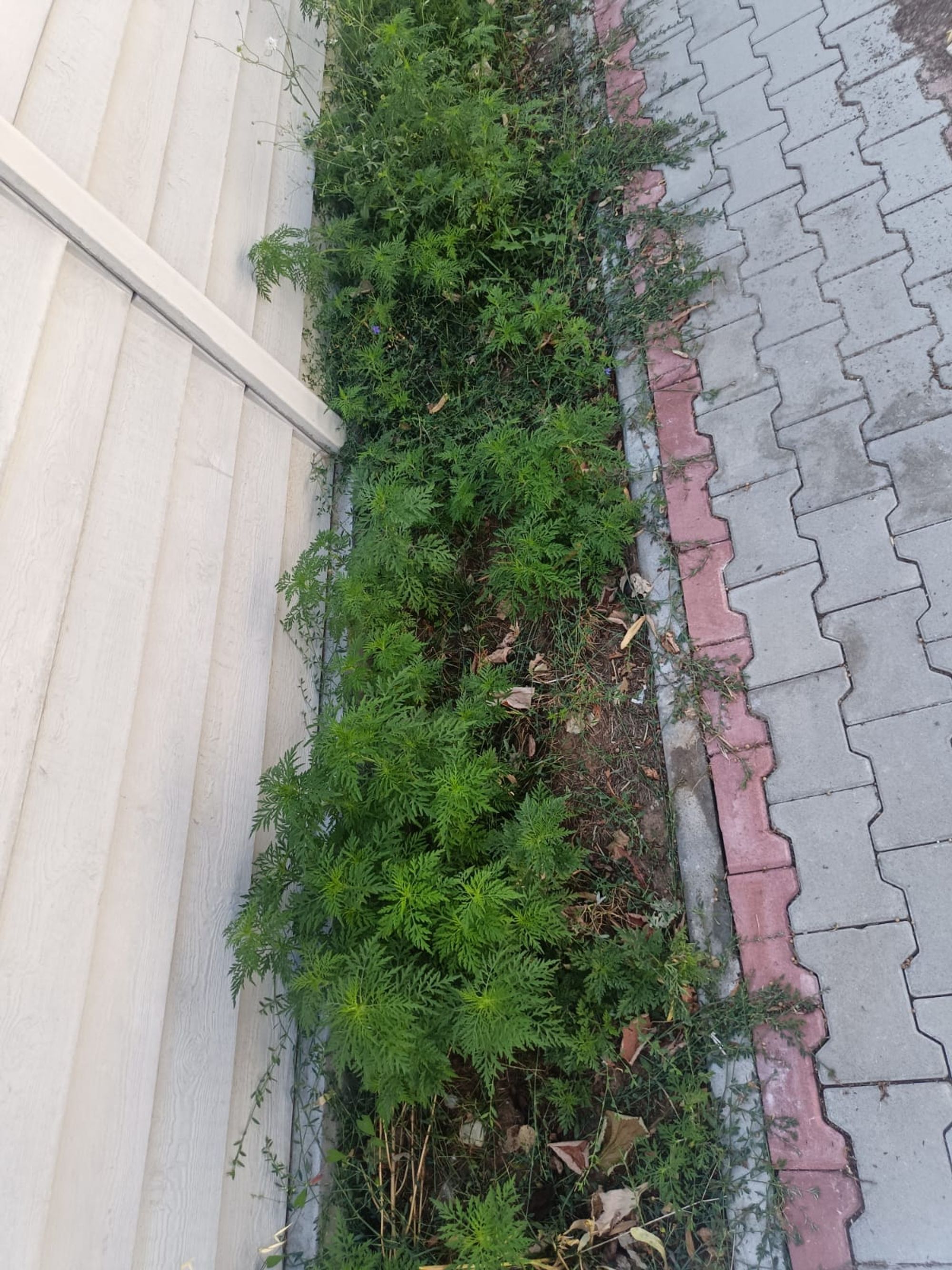 Ambrozie in Strada Primăverii 40, Bolintin-Deal, Comună Bolintin-deal, Județul Giurgiu