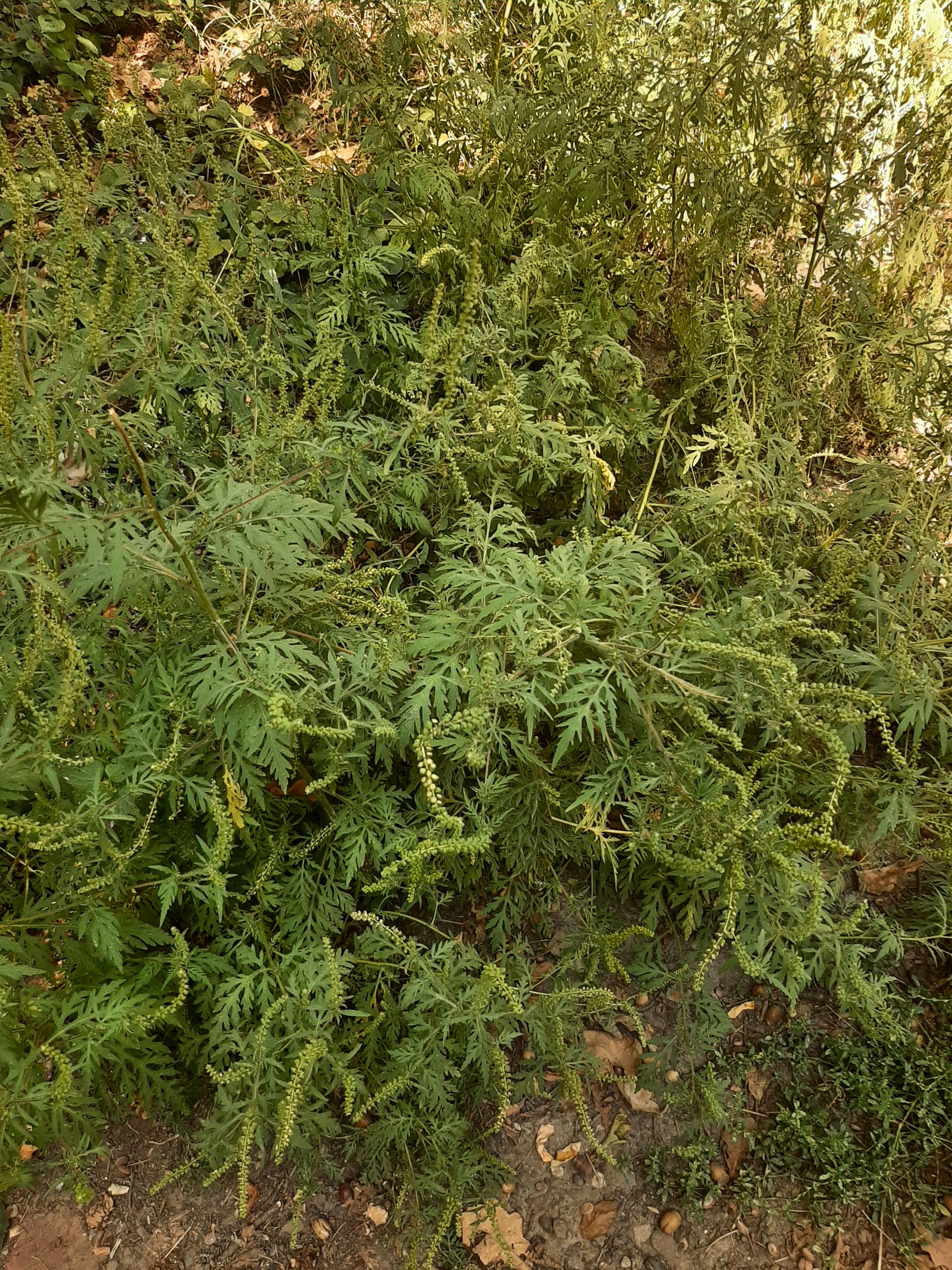 Ambrozie in Strada Ciric 57, Iași, Municipiu Iaşi, Județul Iași - 20250907_140947.jpg