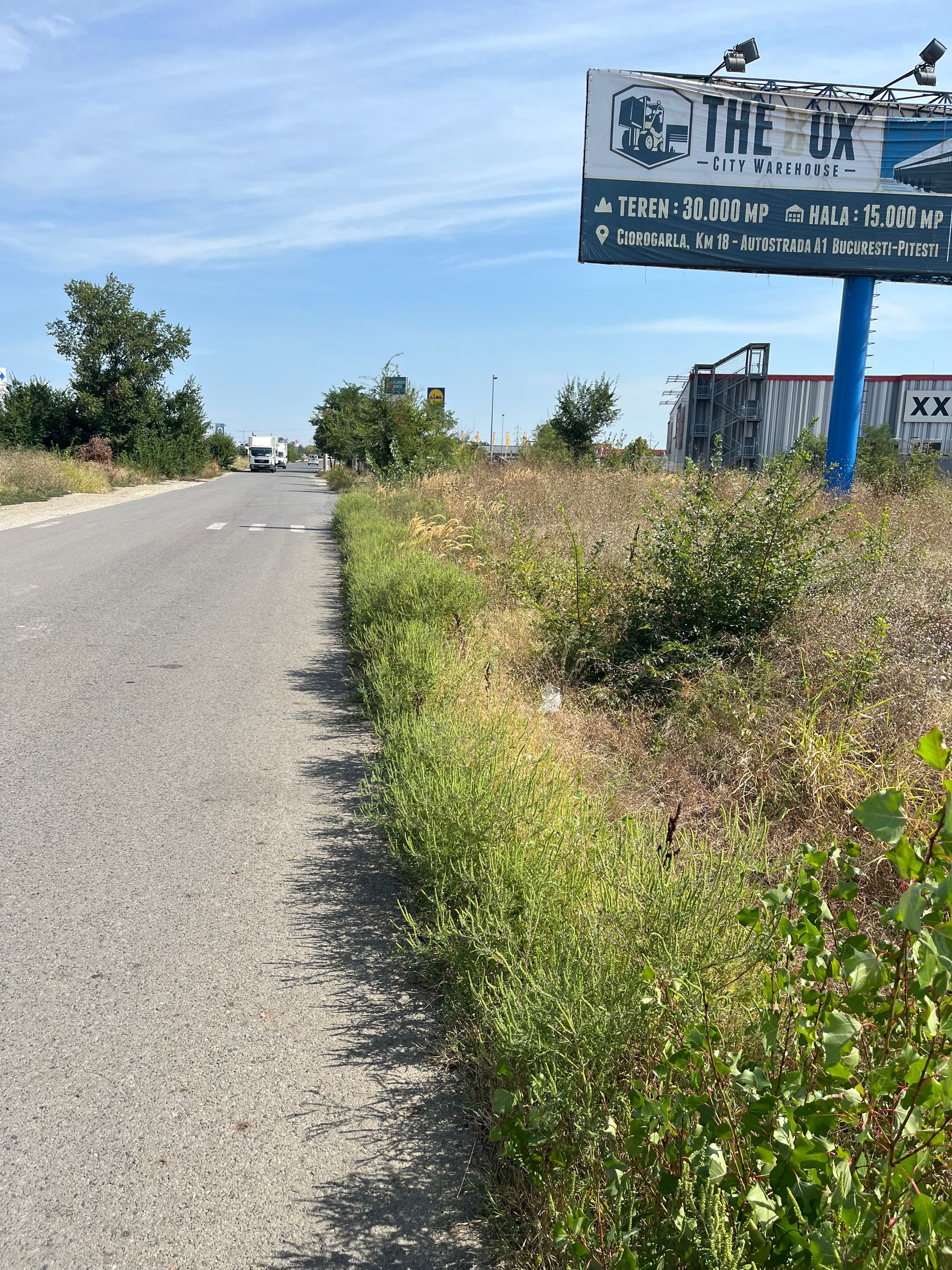 Ambrozie in Strada Comerțului, Chiajna, Comuna Chiajna, Județul Ilfov