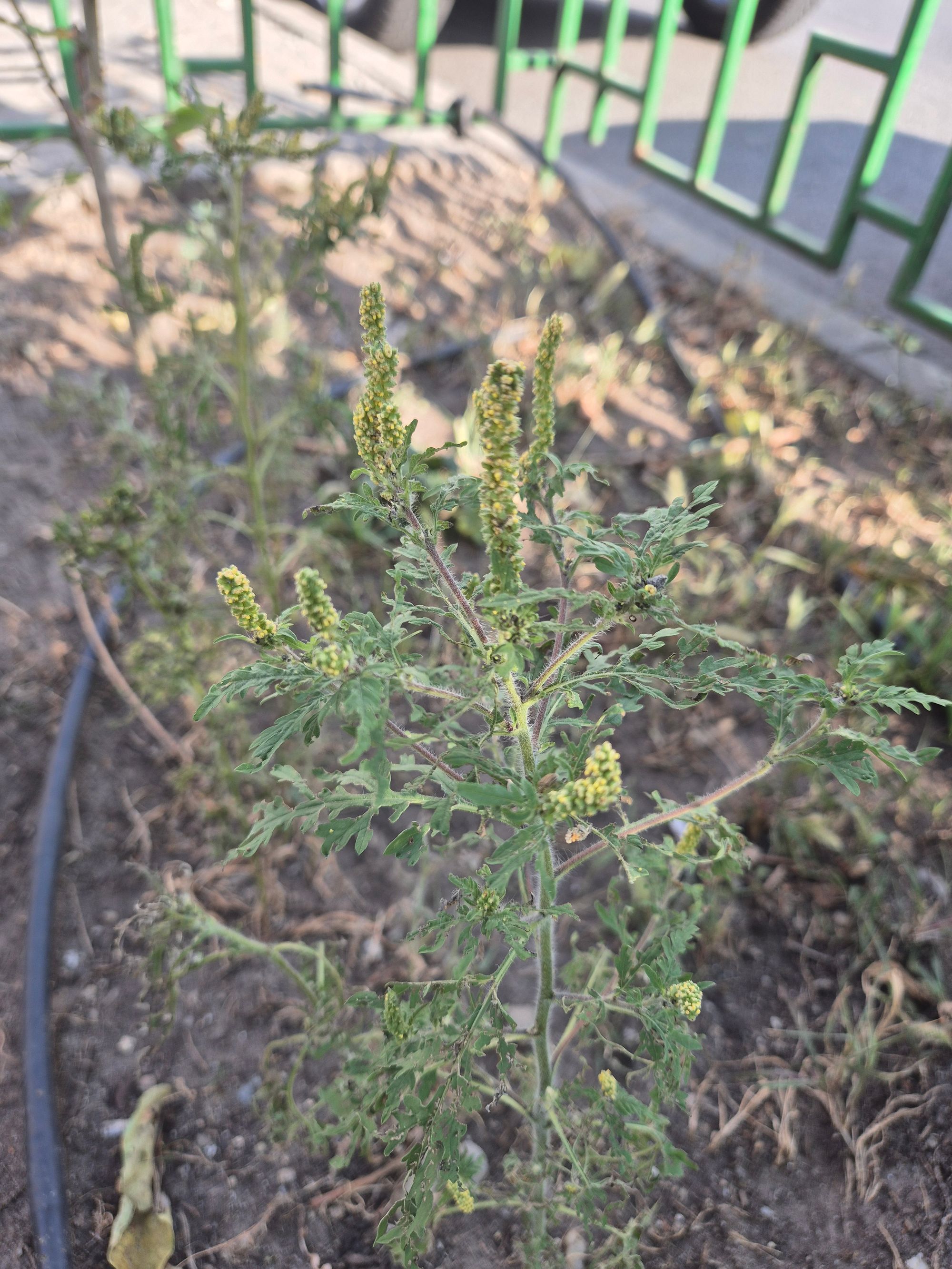 Ambrozie in Splaiul Independenței 202h, București, Municipiul București - 20250909_092221.jpg