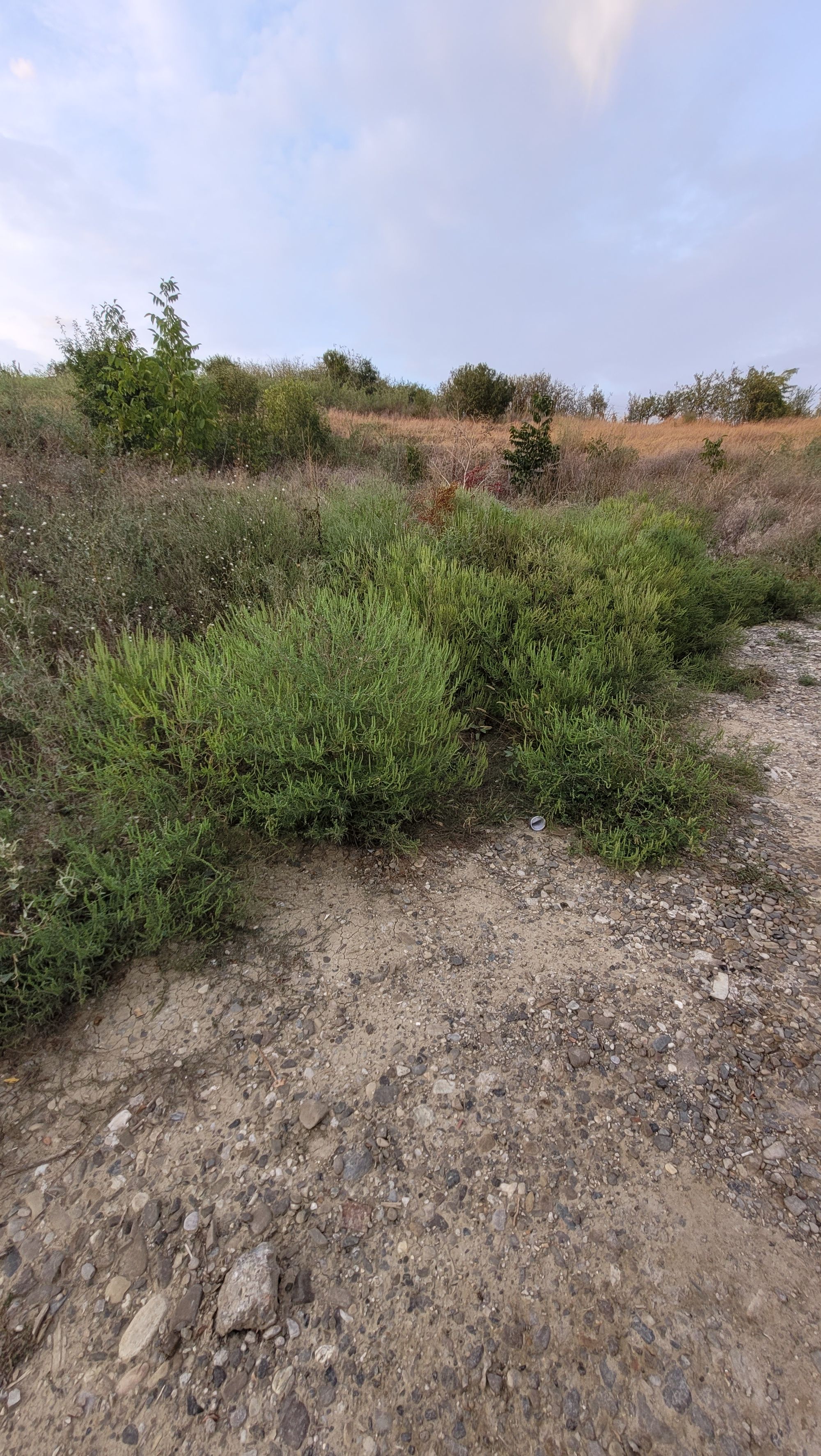 Ambrozie in Strada Nicolae Oblu 10a, Iași, Municipiu Iaşi, Județul Iași - 20240830_192524.jpg