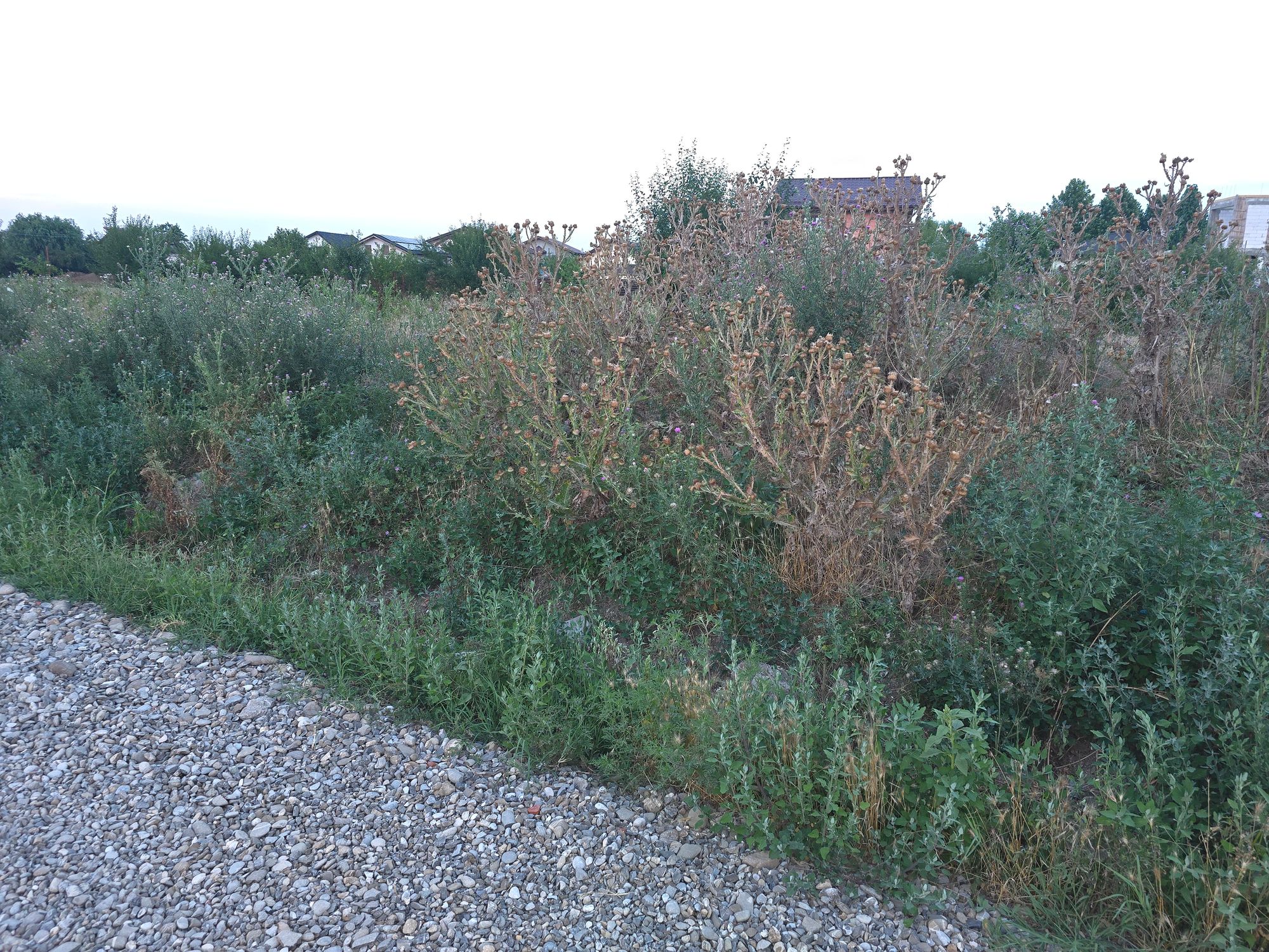 Ambrozie in Str. Miron Cristea 28, Ciorogârla, Comuna Ciorogârla, Județul Ilfov - 20260719_205622.jpg