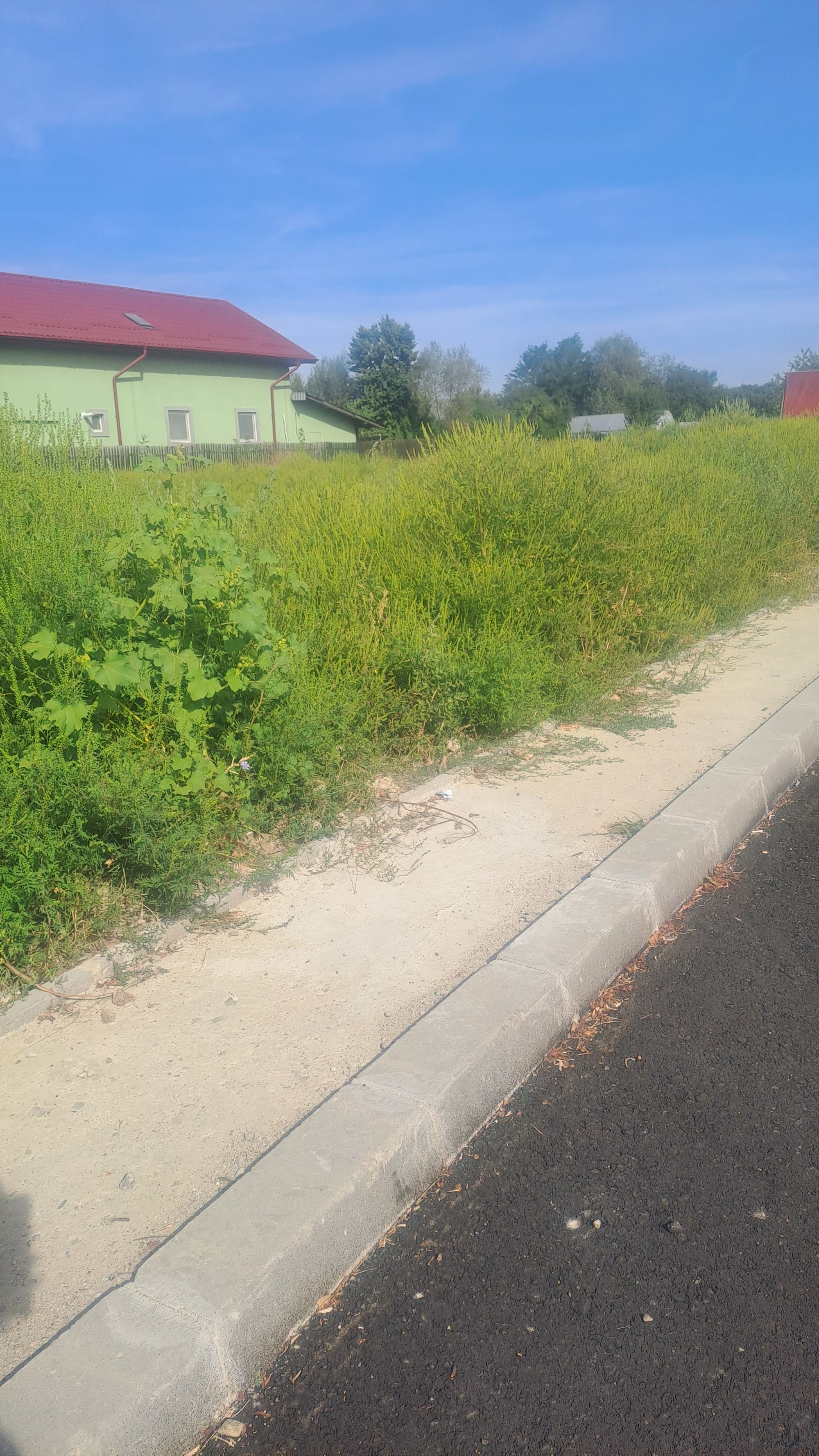 Ambrozie in Strada Regiei 8, Mereni, Oraş Titu, Județul Dâmbovița - 20250906_101712.jpg