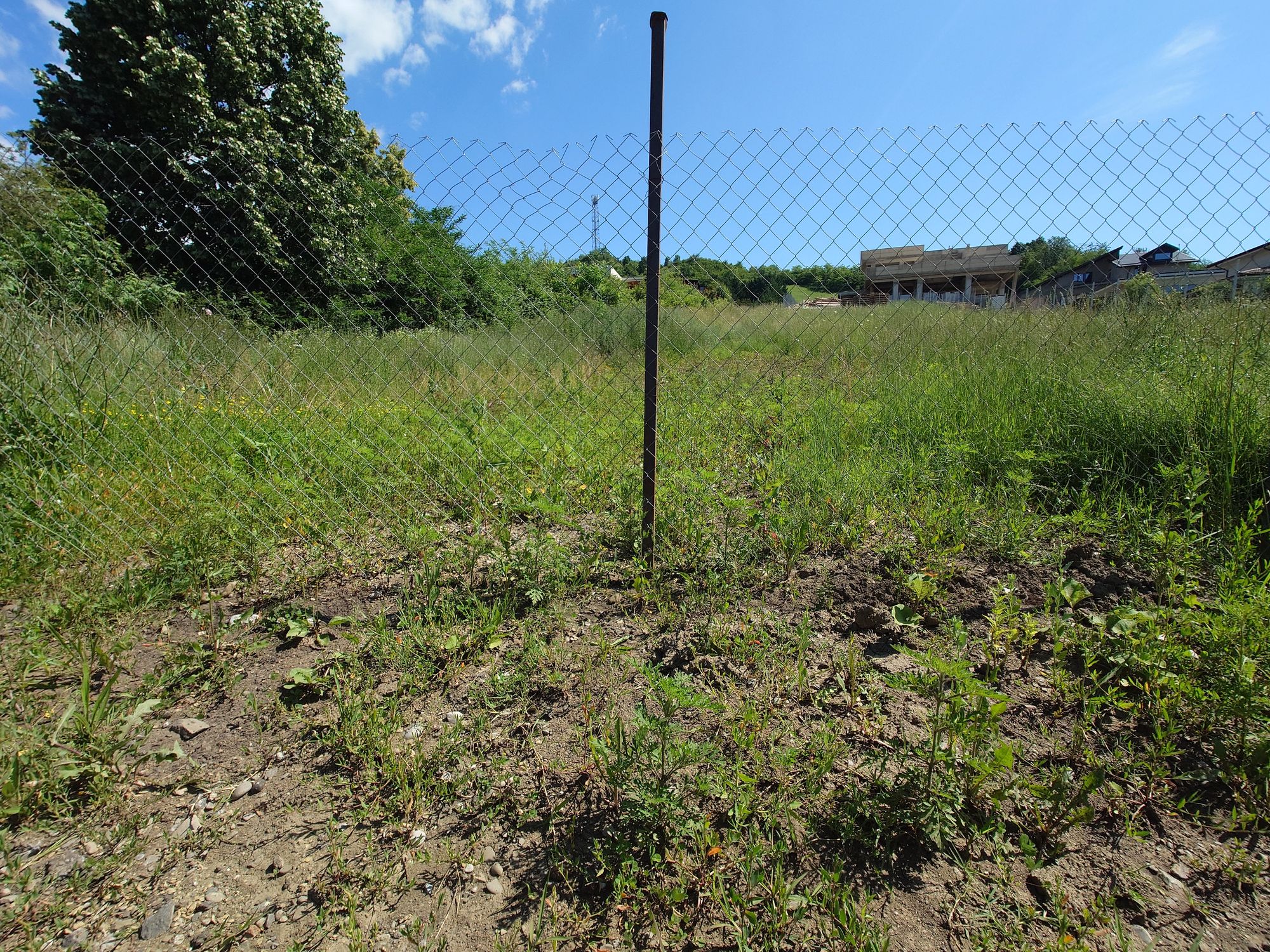 Ambrozie in Strada Muncelului 41, Câmpina, Municipiu Câmpina, Județul Prahova