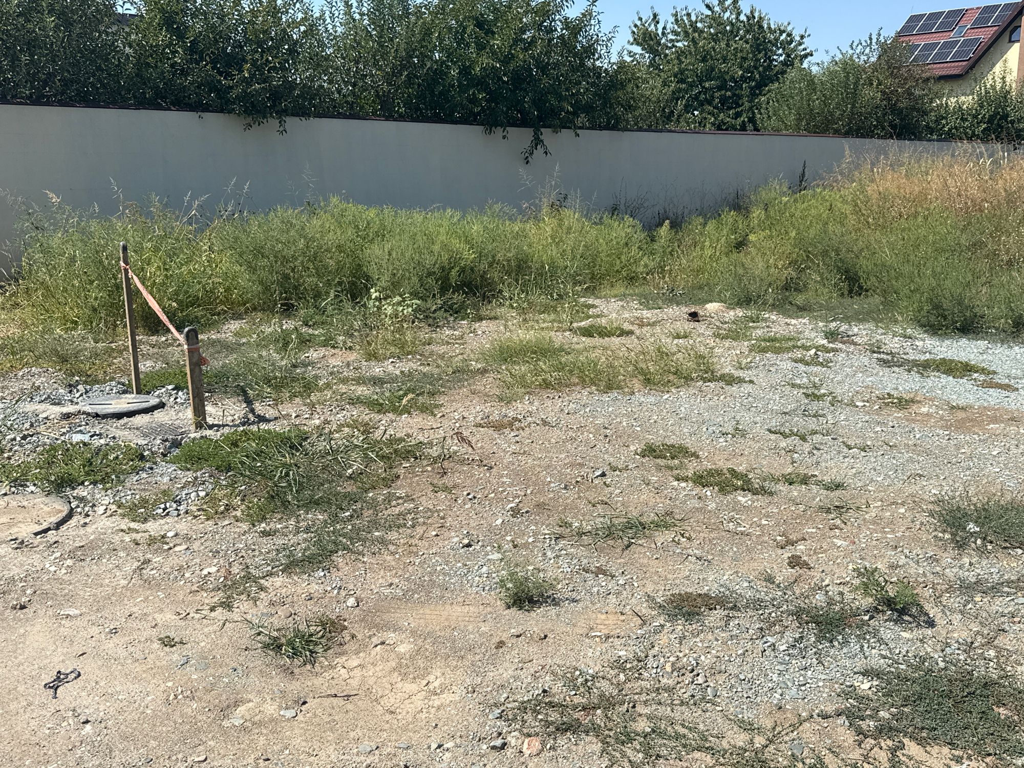 Ambrozie in Strada Narciselor 4, Domnești, Comuna Domnești, Județul Ilfov