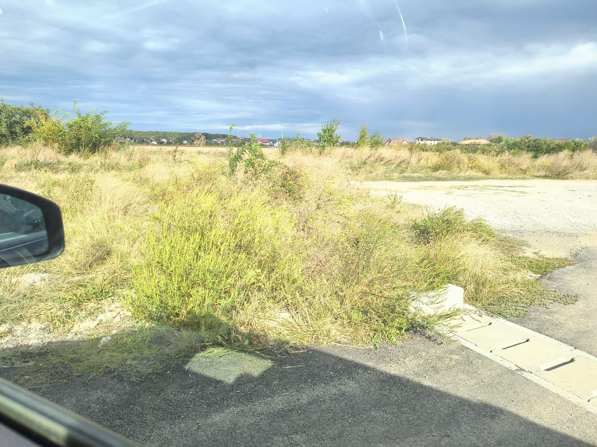 Ambrozie in Strada Carol Davila 13, Păuleștii Noi, Comuna Păulești, Județul Prahova