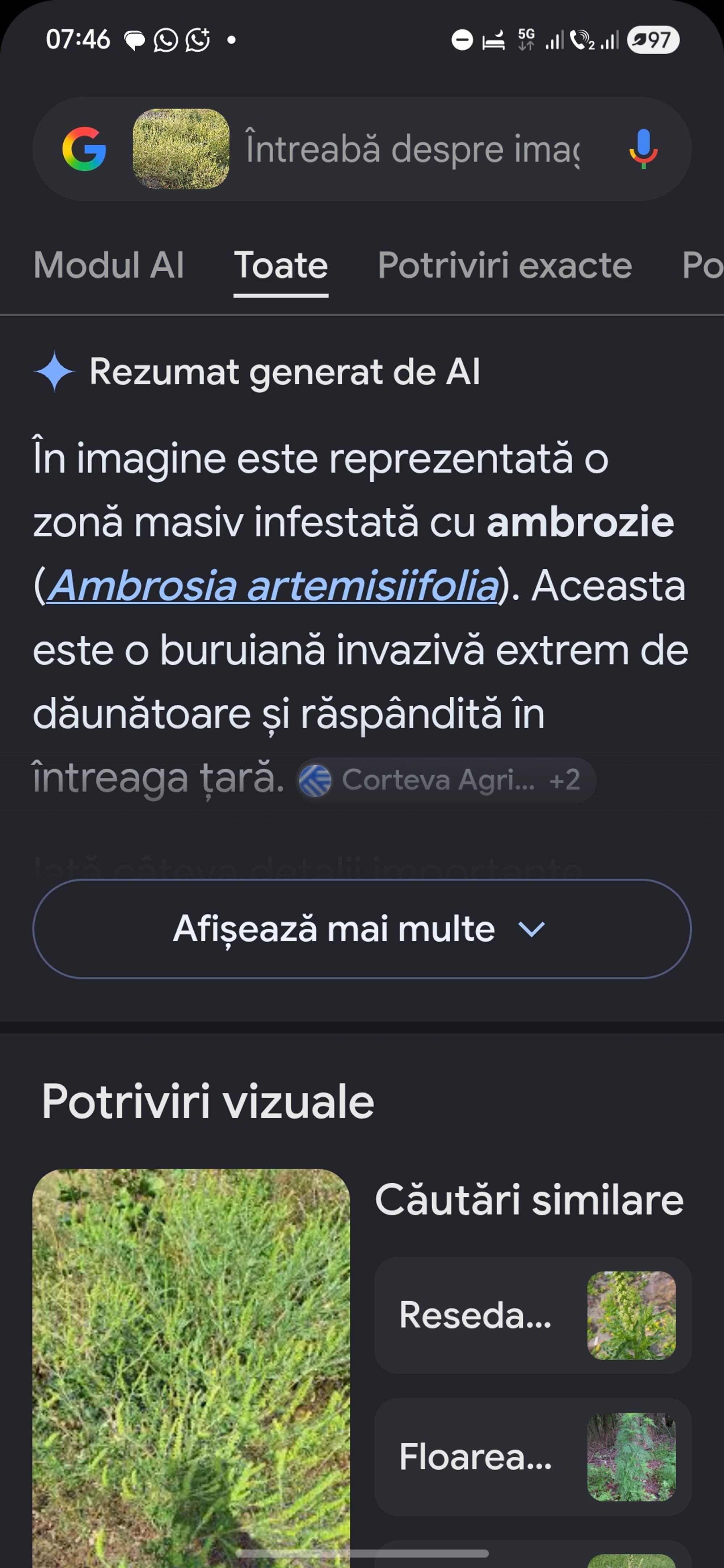 Ambrozie in Strada Octav Mayer, Iași, Municipiu Iași, Județul Iași