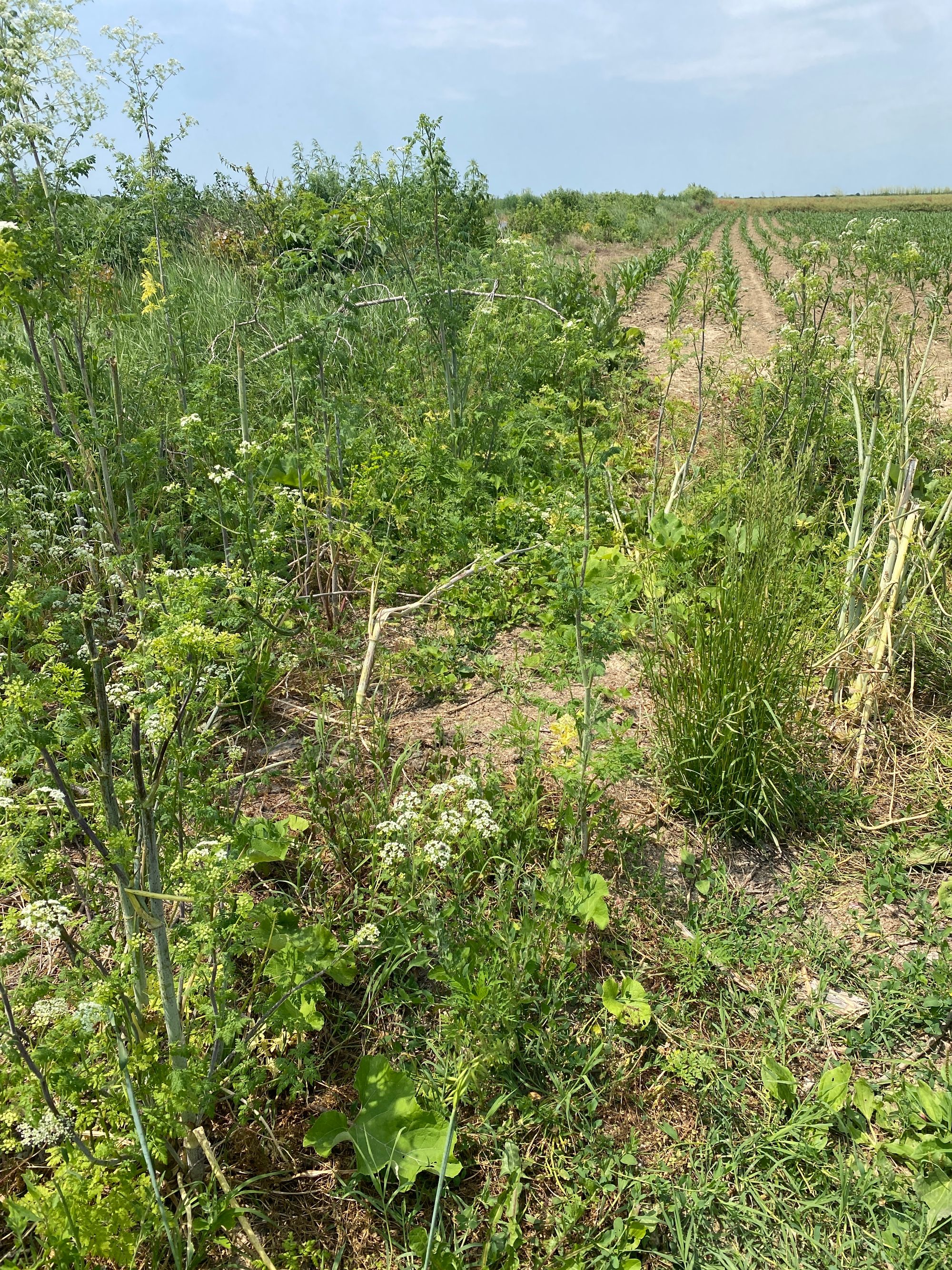 Ambrozie in DJ101B 4, Nuci, Comuna Nuci, Județul Ilfov - image.jpg