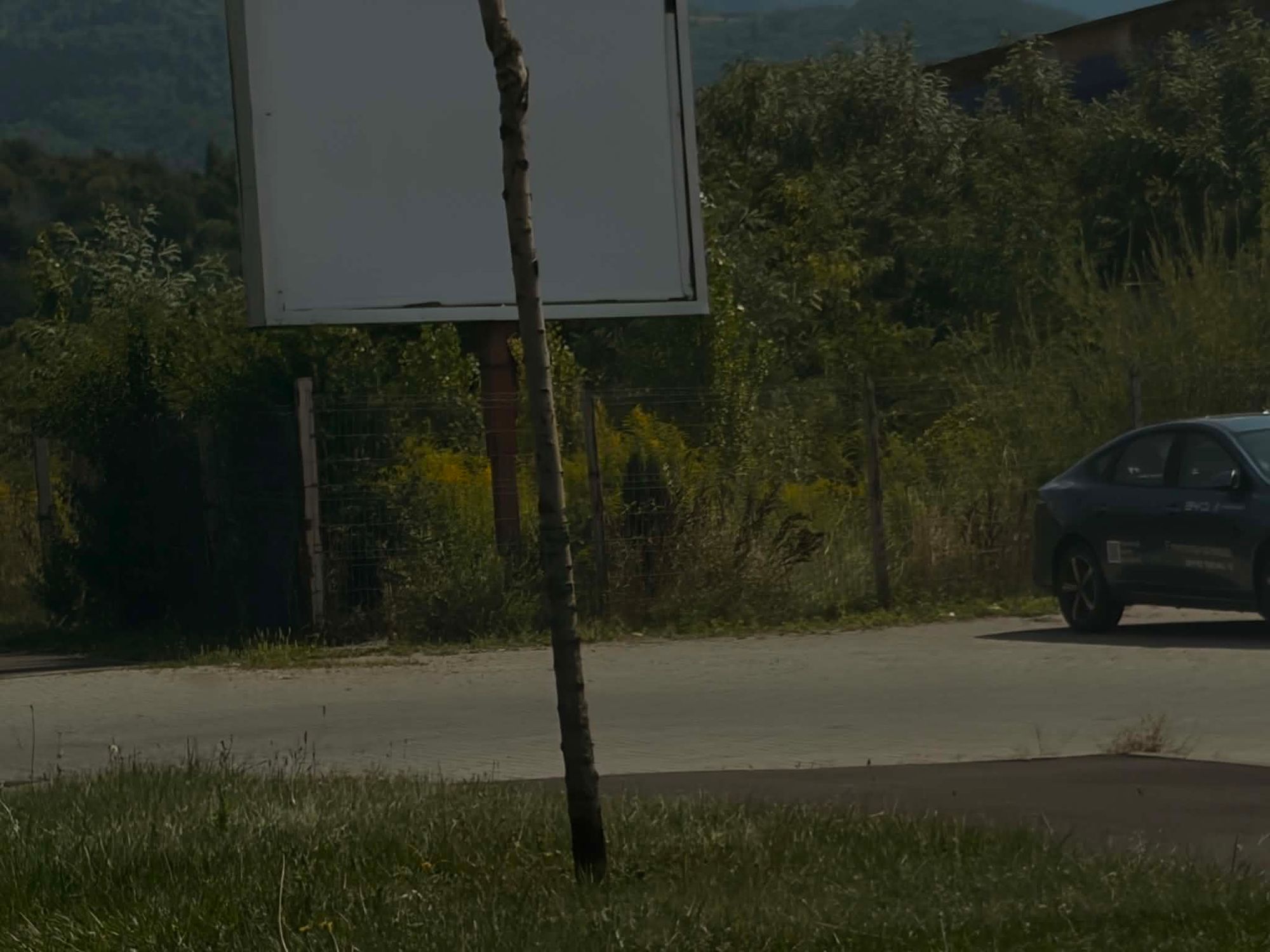 Ambrozie in E60 246, Brașov, Municipiu Brașov, Județul Brașov