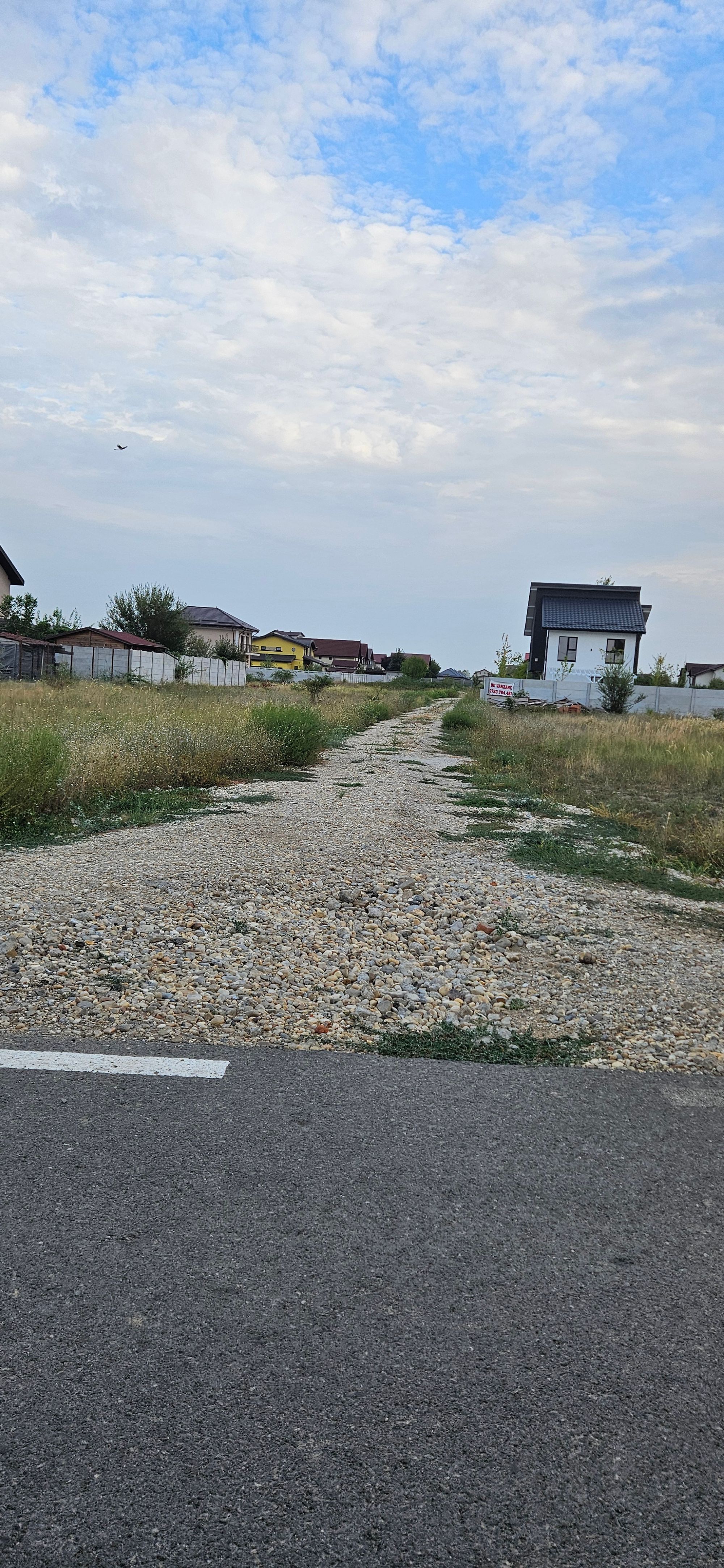 Ambrozie in Strada Crinului 4, Domnești, Comuna Domnești, Județul Ilfov - 1000004888.jpg