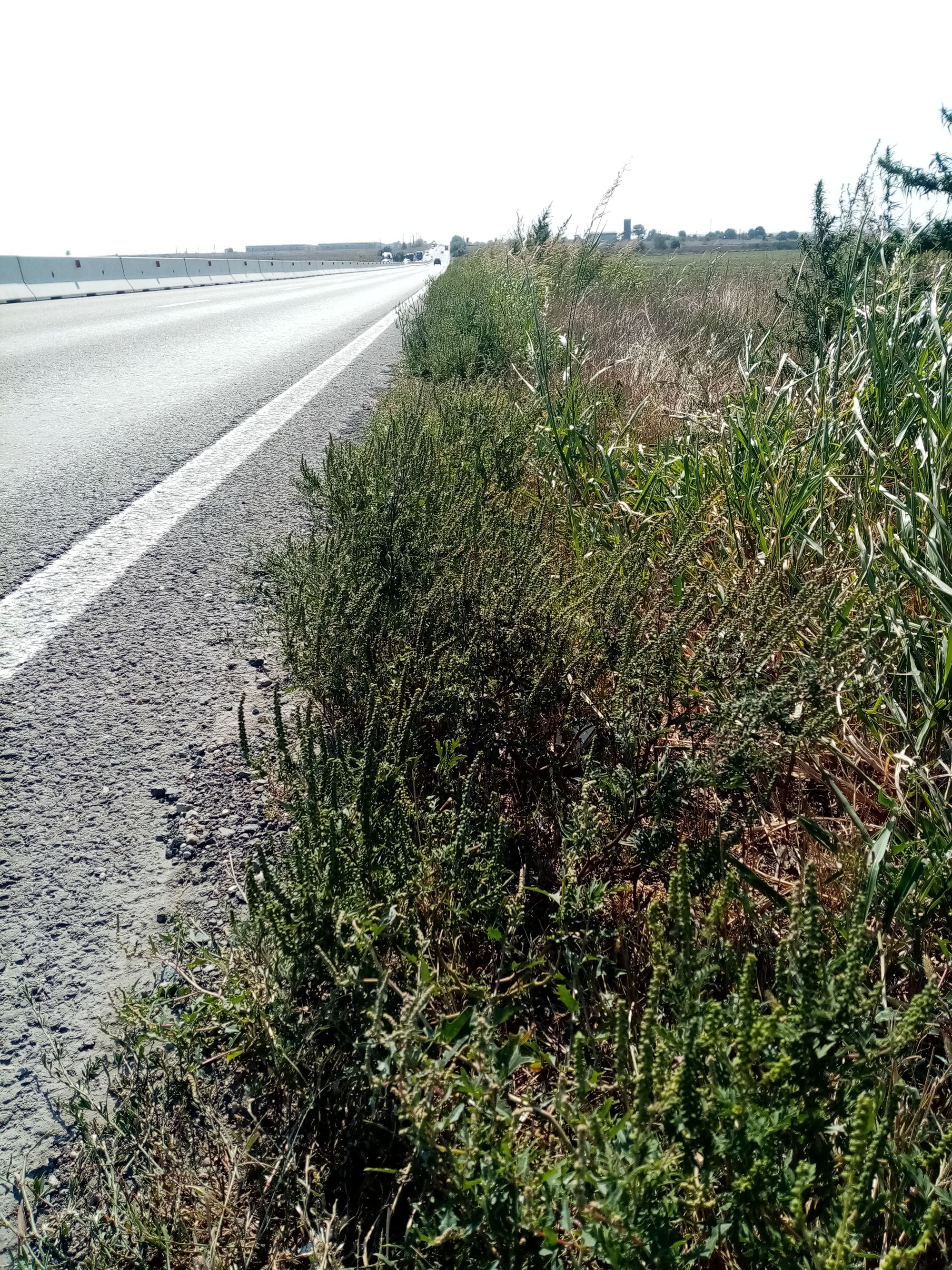 Ambrozie in Lumina, Comuna Lumina, Județul Constanța - IMG_20230906_105905.jpg