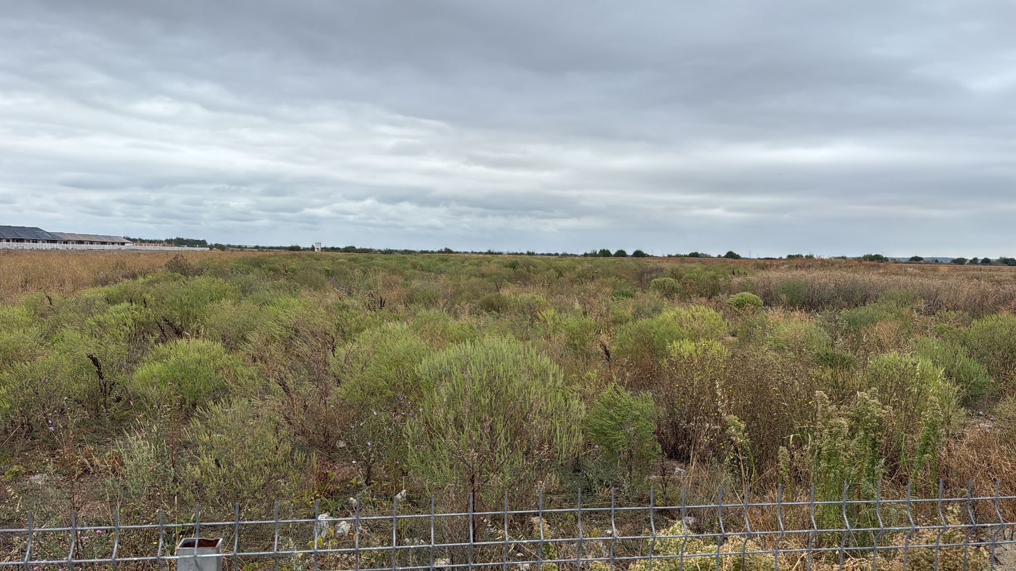 Ambrozie in Tunari, Comuna Tunari, Județul Ilfov - D552D20D-3D30-4D21-BB26-6ED82D7857D8.jpeg