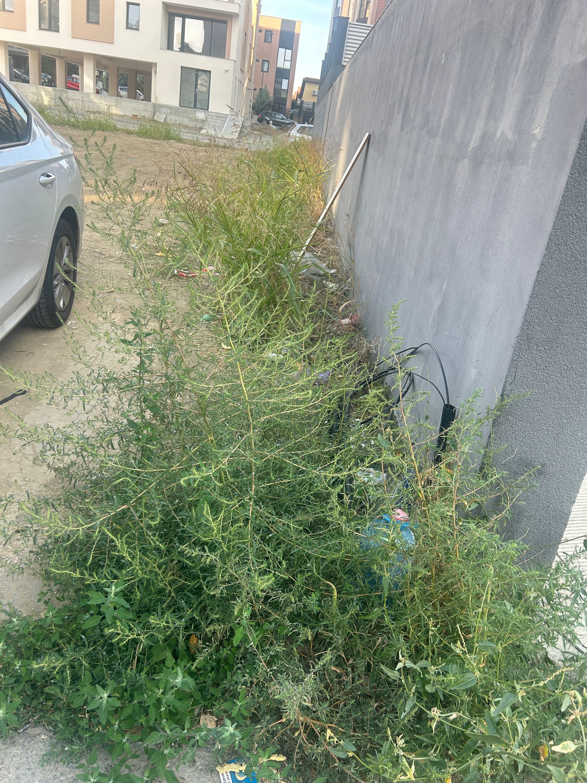 Ambrozie in Strada Bratislava 4, Constanța, Municipiul Constanța, Județul Constanța