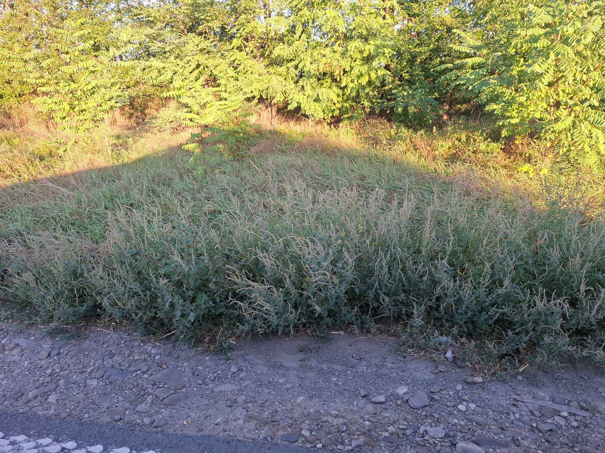 Ambrozie in DN1A 265, Zamfira, Județul Prahova - 17887555325818620570382421996860.jpg