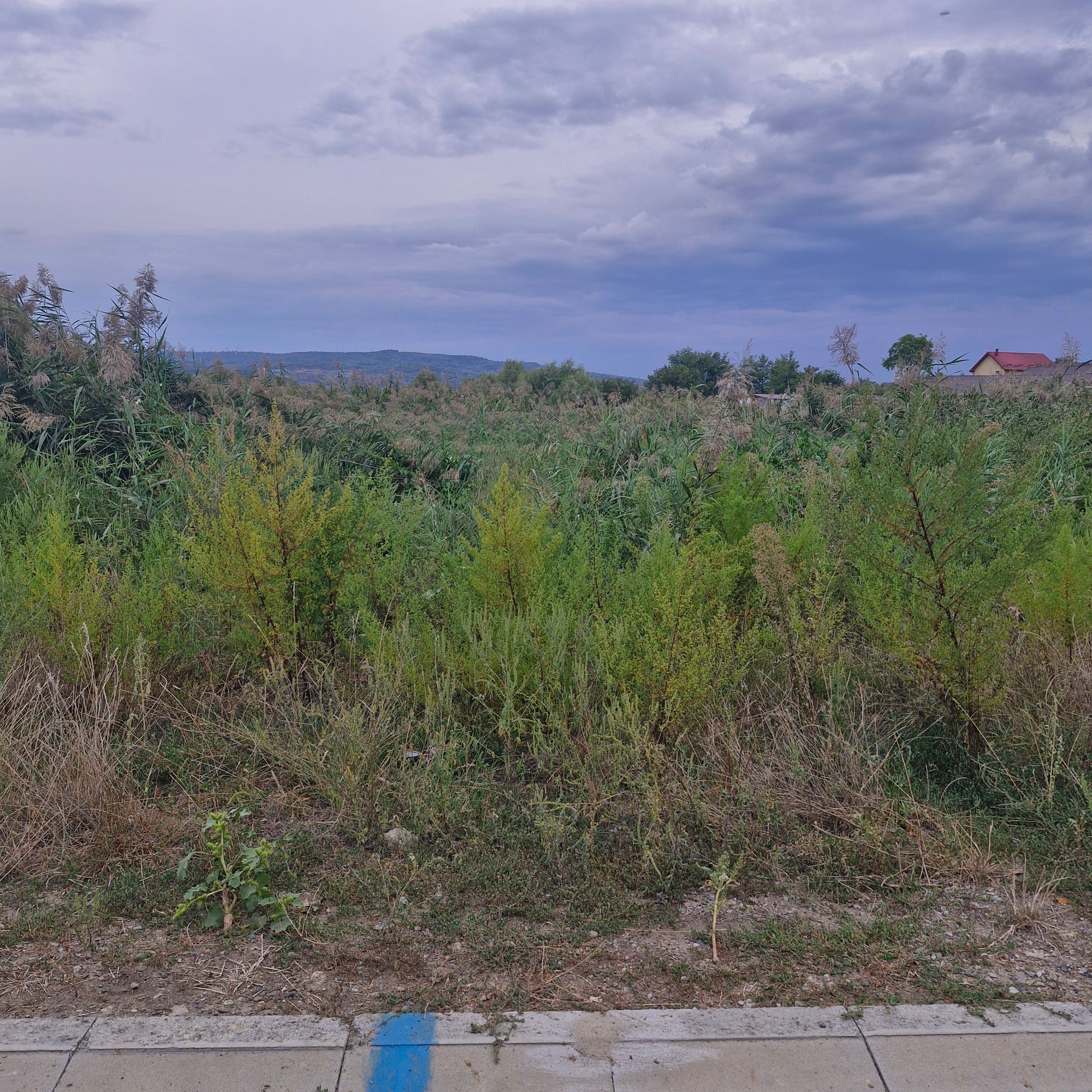 Ambrozie in Holboca, Comuna Holboca, Județul Iași - 1000020756.jpg