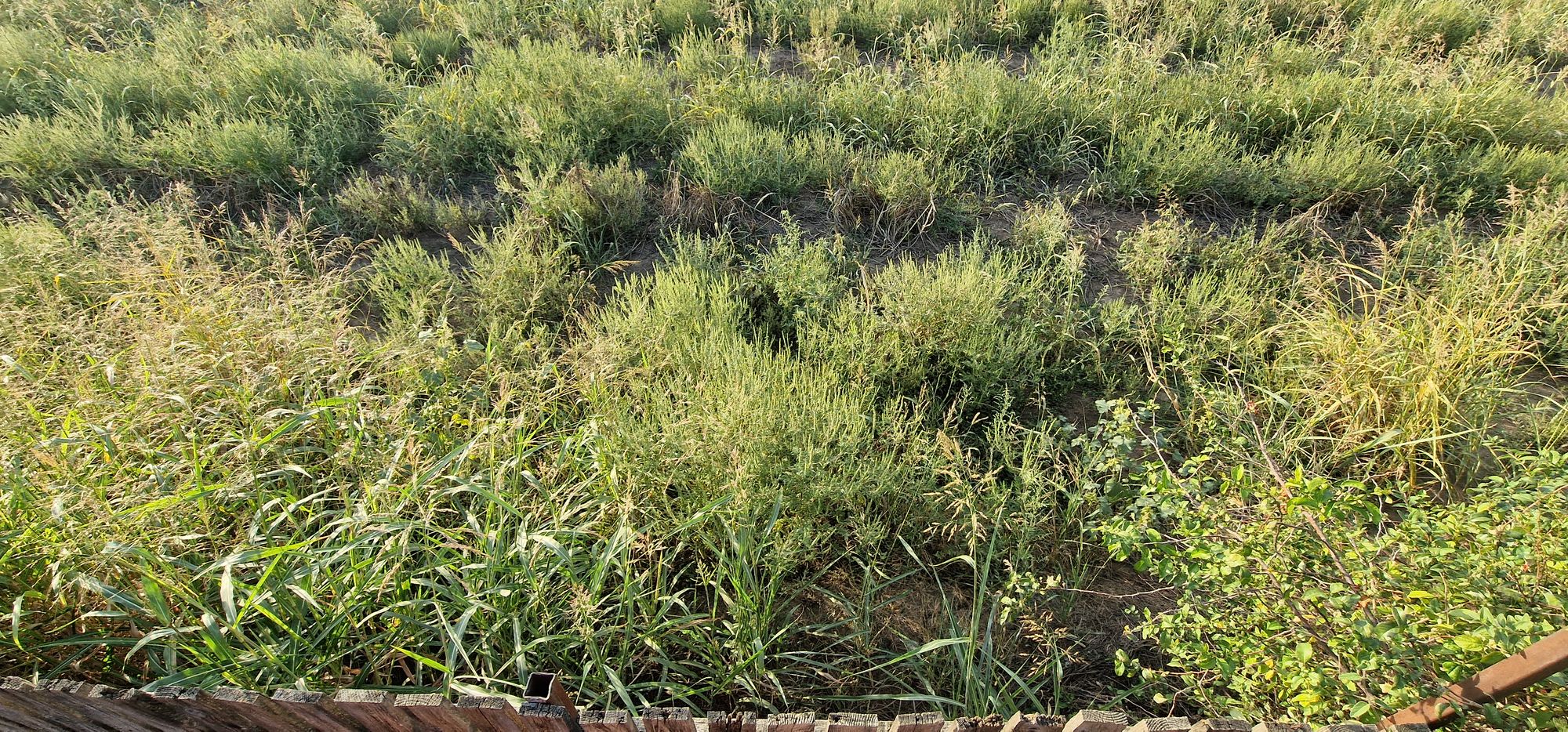 Ambrozie in Strada Podul Banului 82, Joița, Comuna Joița, Județul Giurgiu - 20250908_183514.jpg