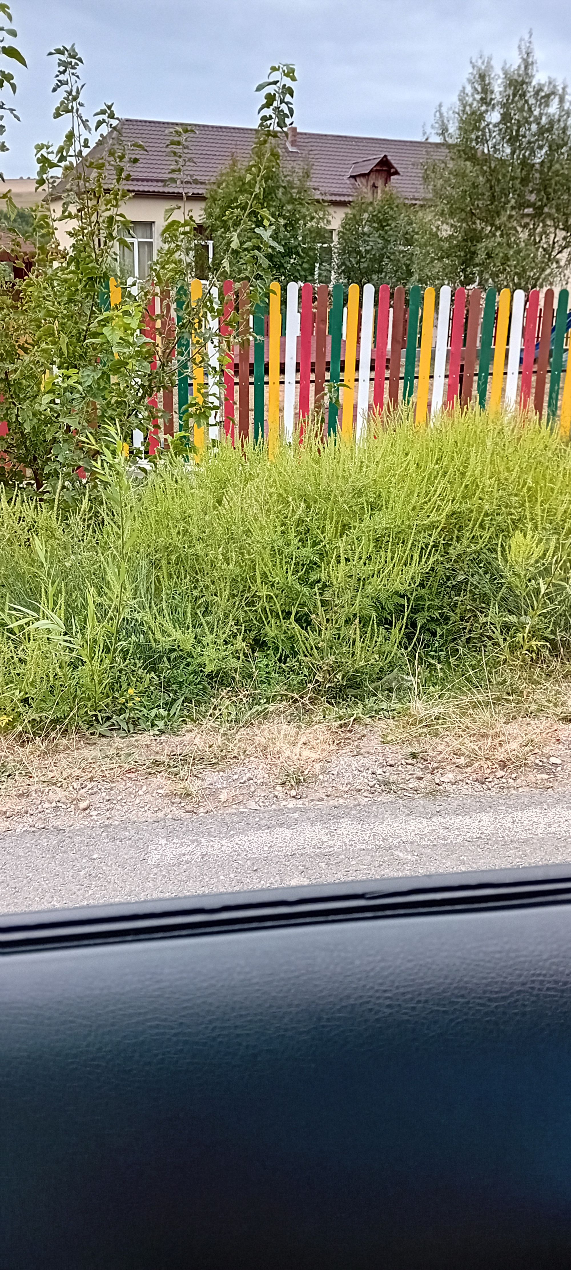 Ambrozie in DC72 174, Copăceni, Comuna Săndulești, Județul Cluj - 1000041508.jpg