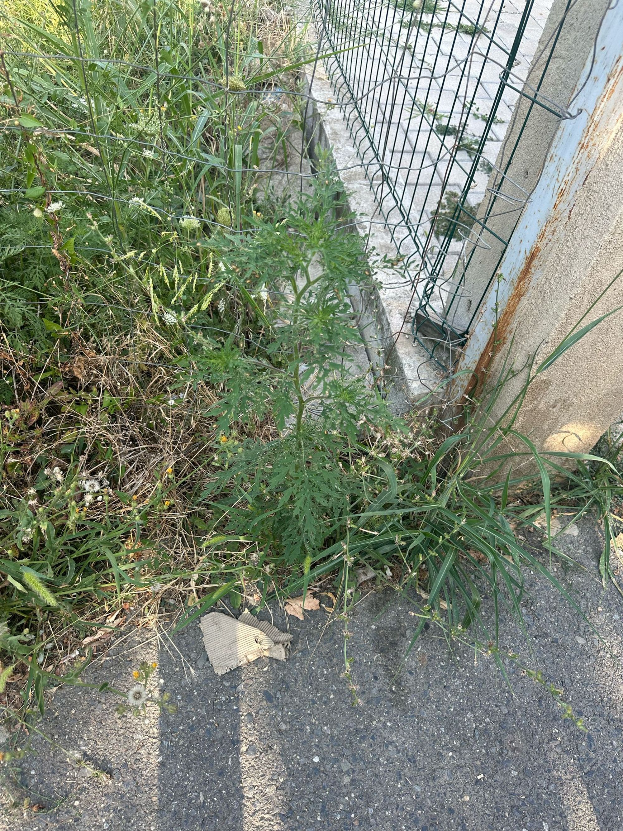 Ambrozie in Intrarea Paltinului 13a, Otopeni, Oraş Otopeni, Județul Ilfov - IMG-20250803-WA0034.jpg